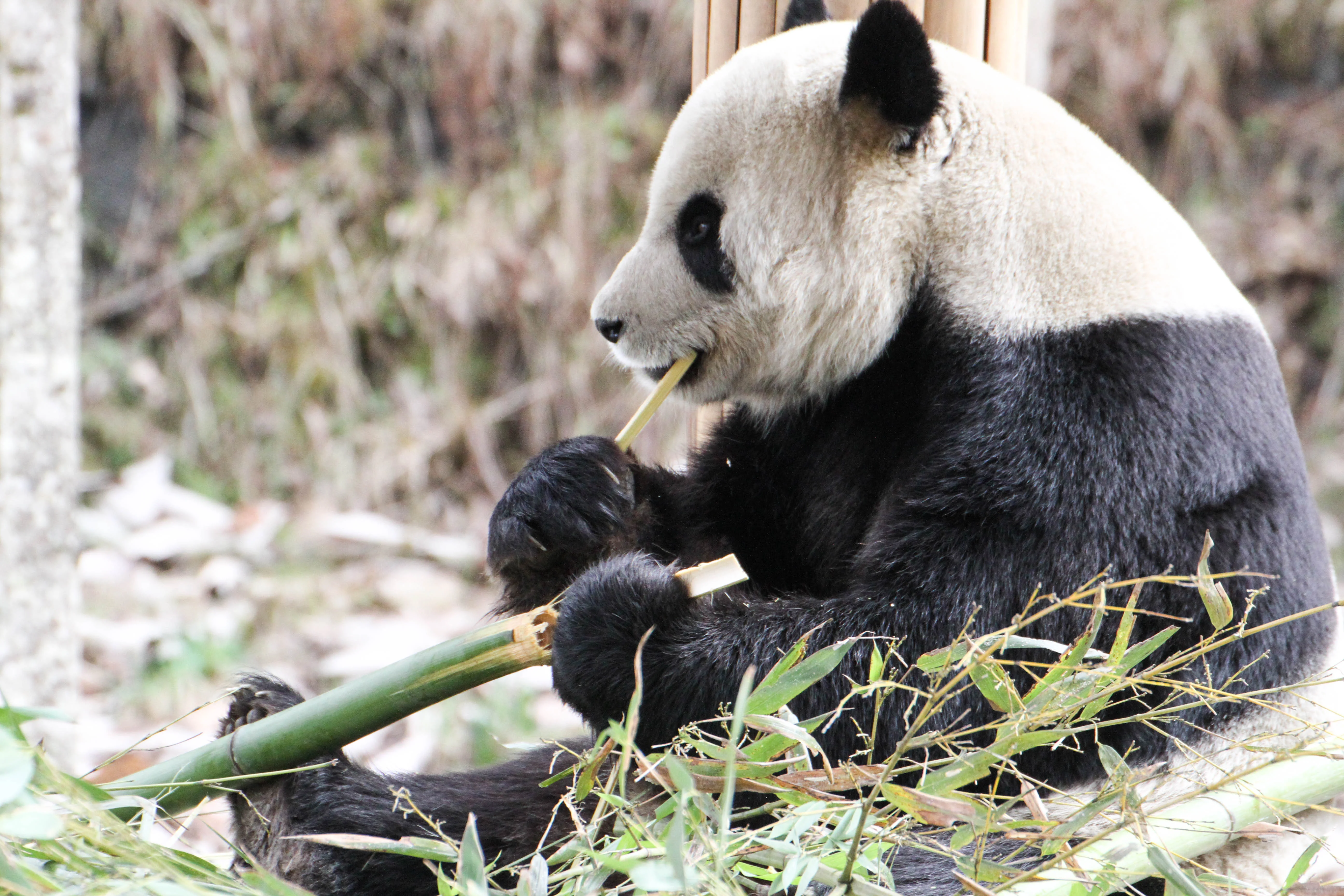 Giant Panda Culture Publicity &amp; Education Center Baoxing