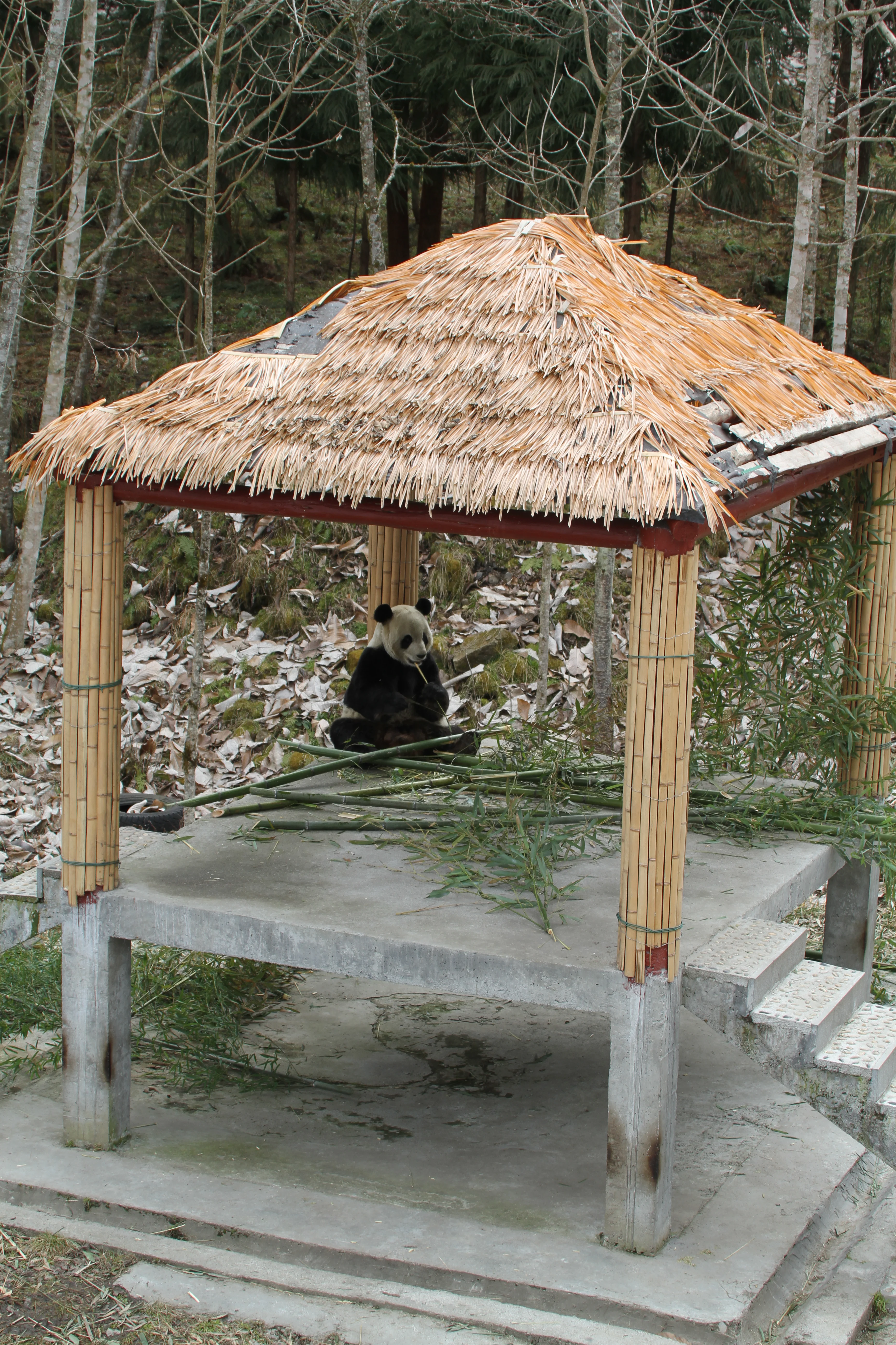 Giant Panda Culture Publicity &amp; Education Center Baoxing