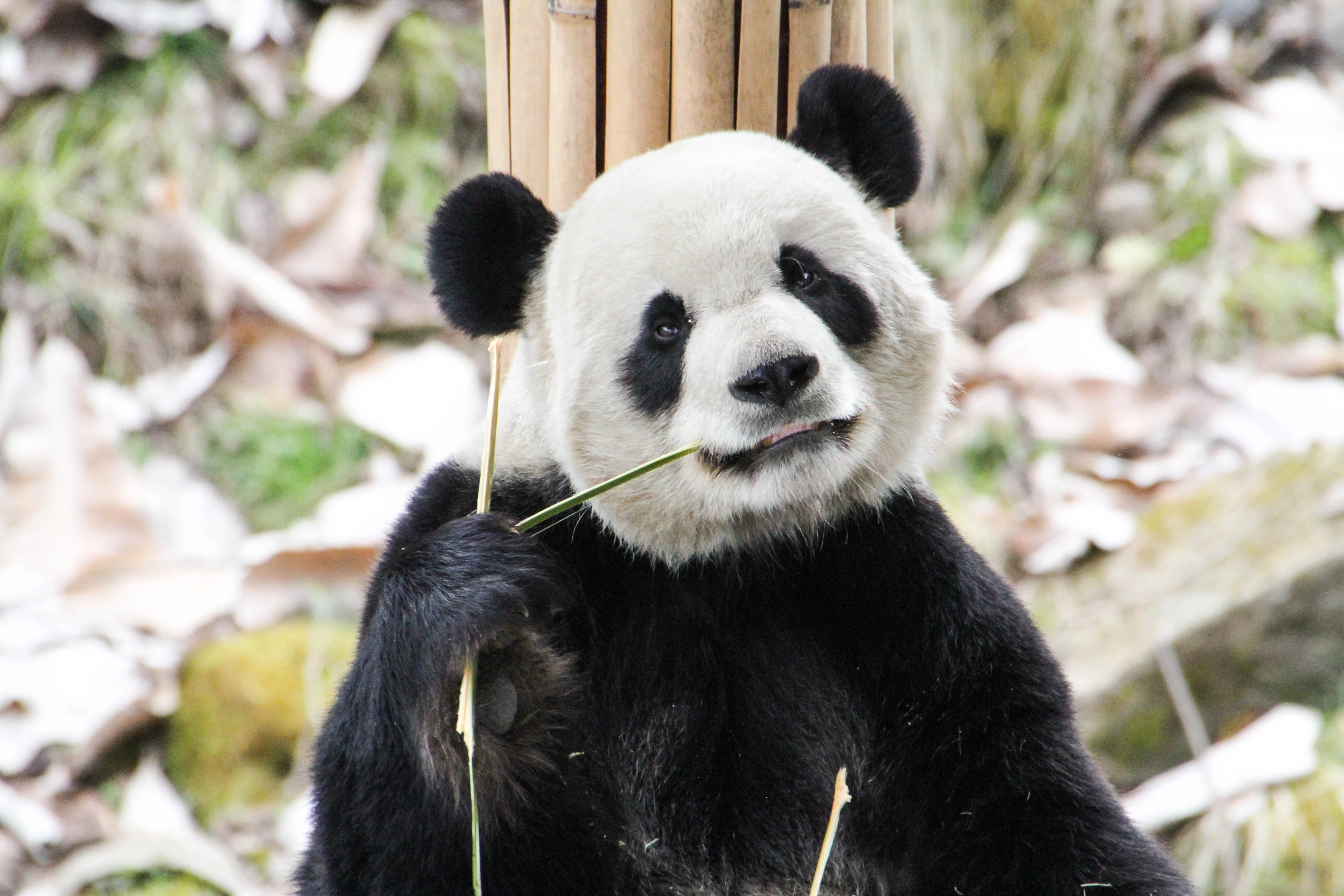 Giant Panda Culture Publicity &amp; Education Center Baoxing