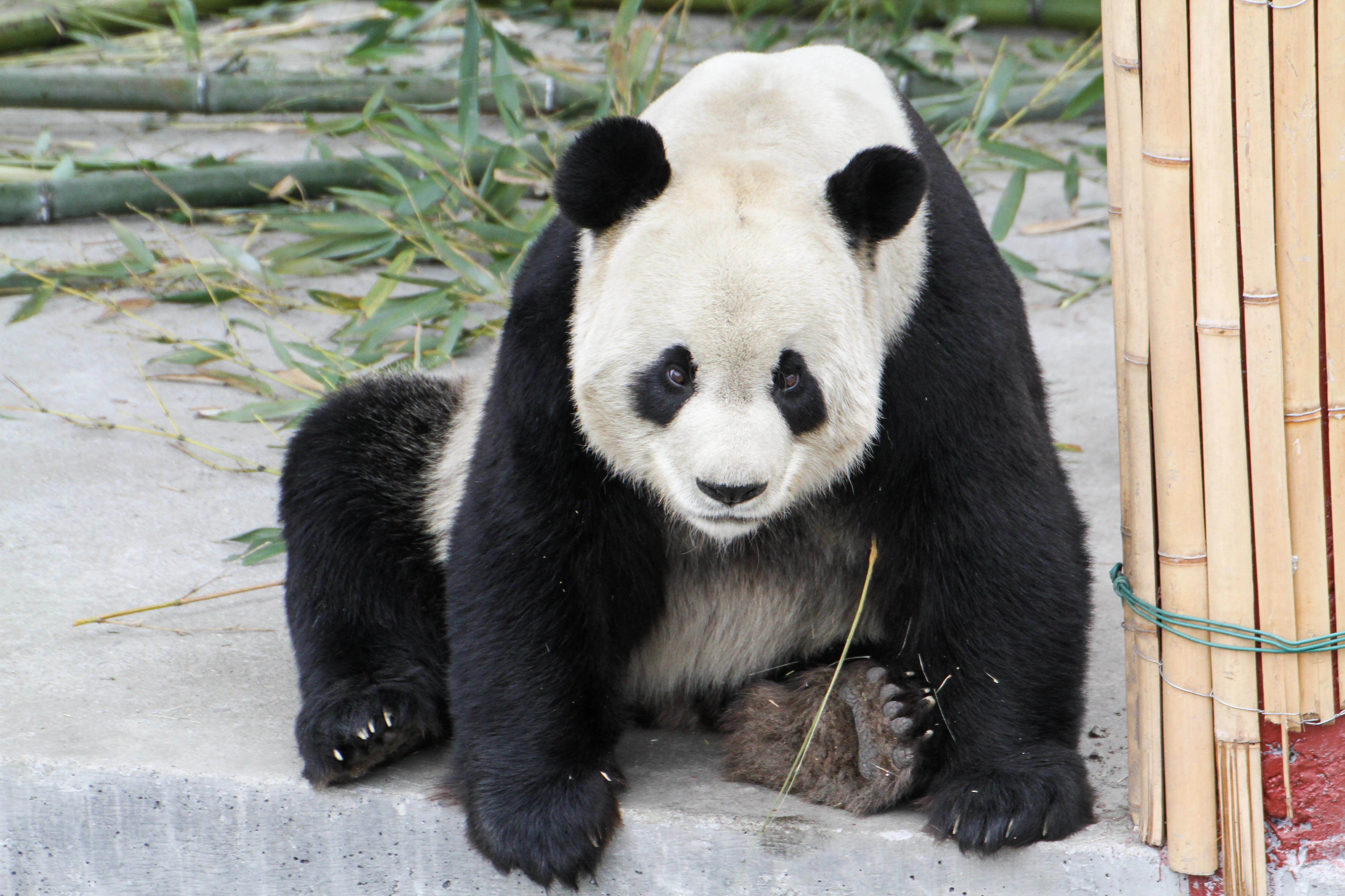 Giant Panda Culture Publicity &amp; Education Center Baoxing
