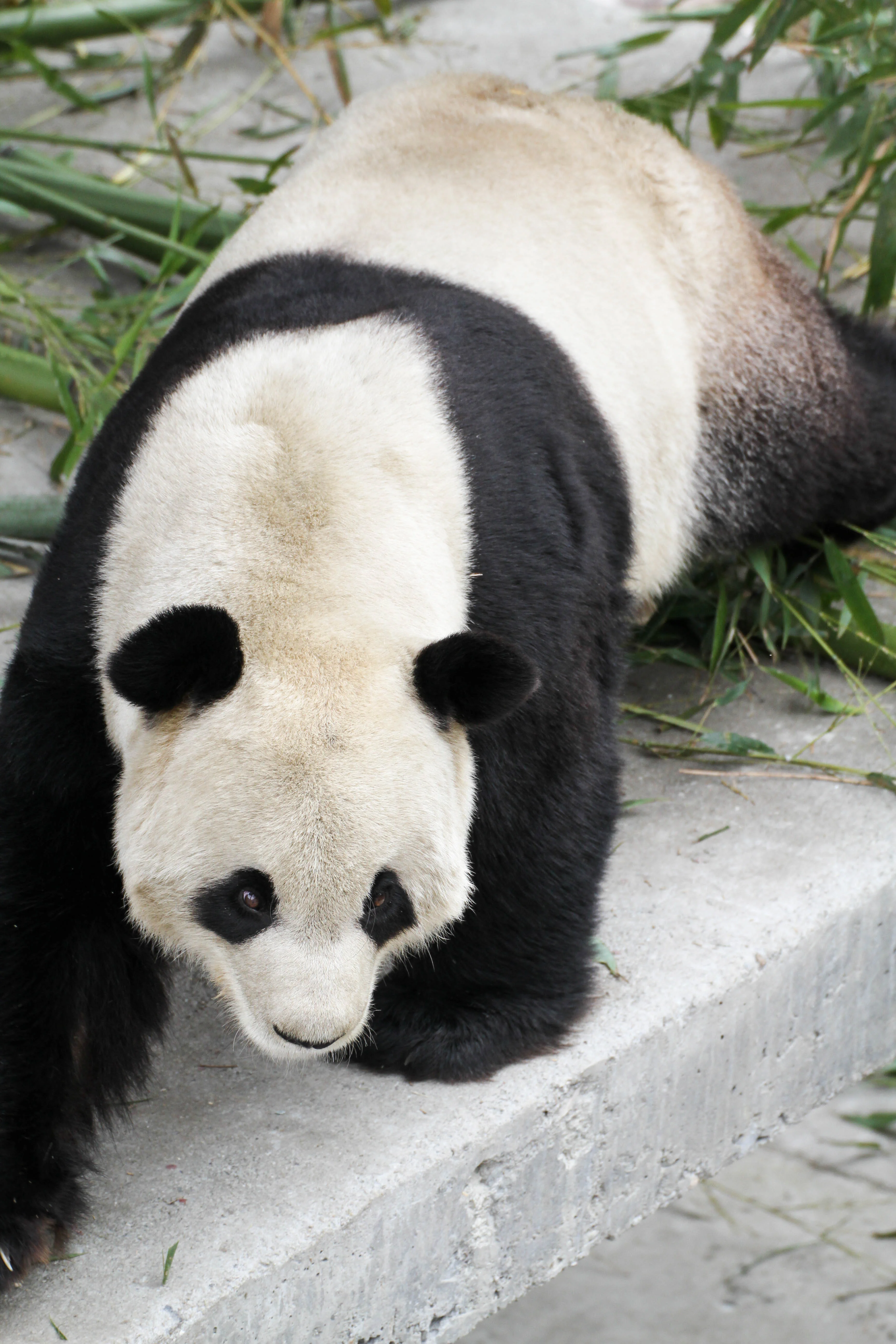 Giant Panda Culture Publicity &amp; Education Center Baoxing