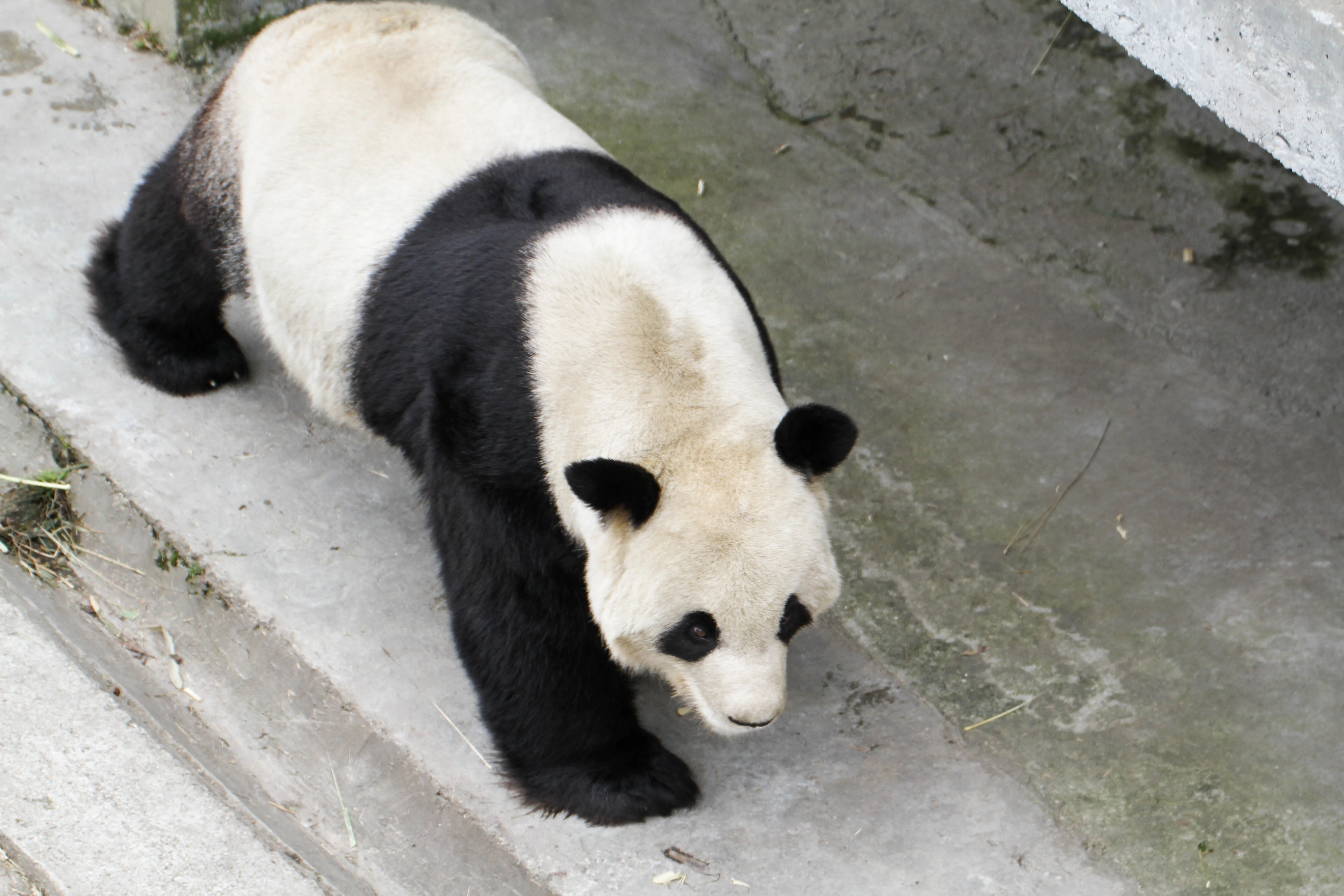 Giant Panda Culture Publicity &amp; Education Center Baoxing