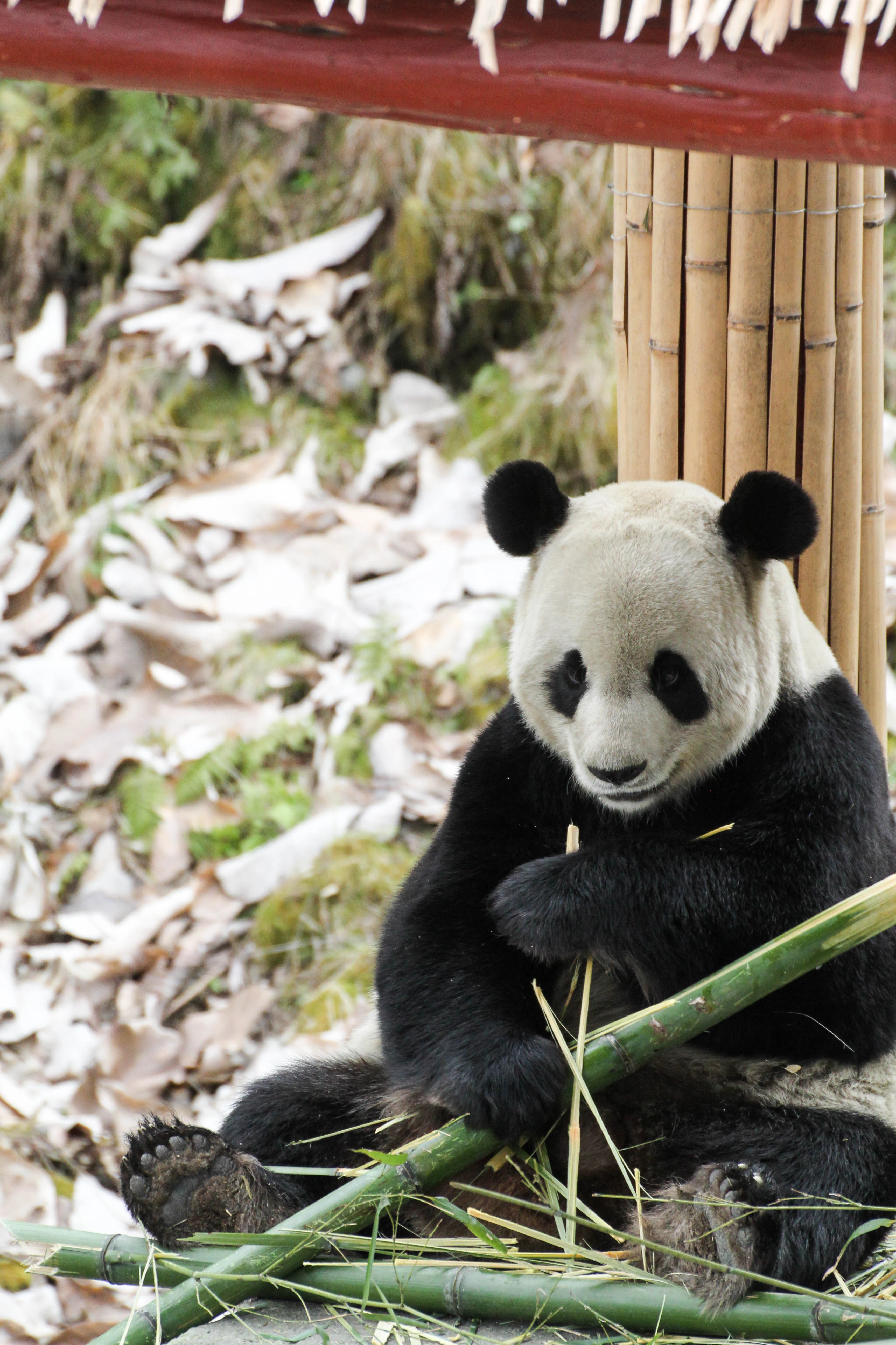 Giant Panda Culture Publicity &amp; Education Center Baoxing