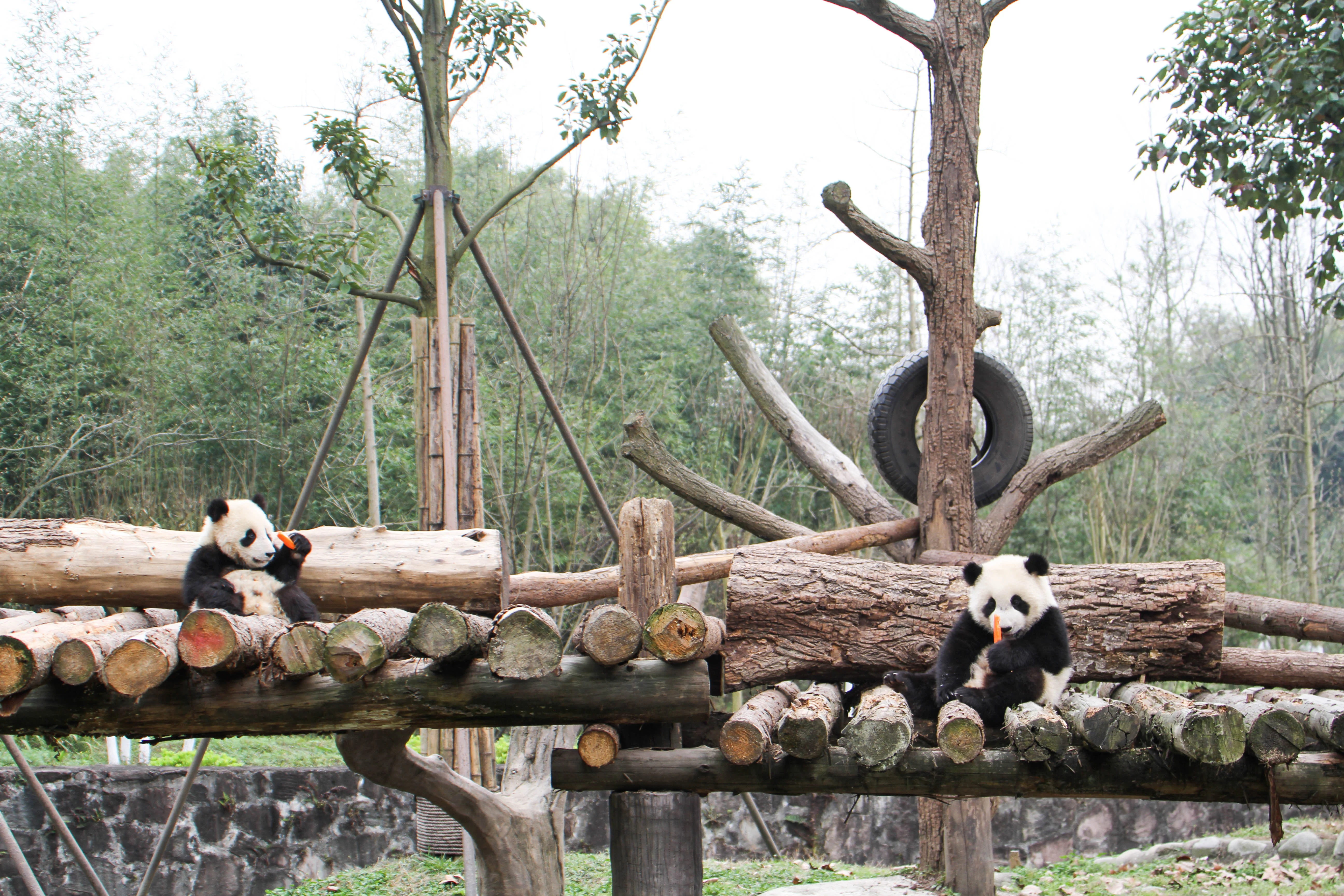 Du Jiang Yan Base of CCRCGP