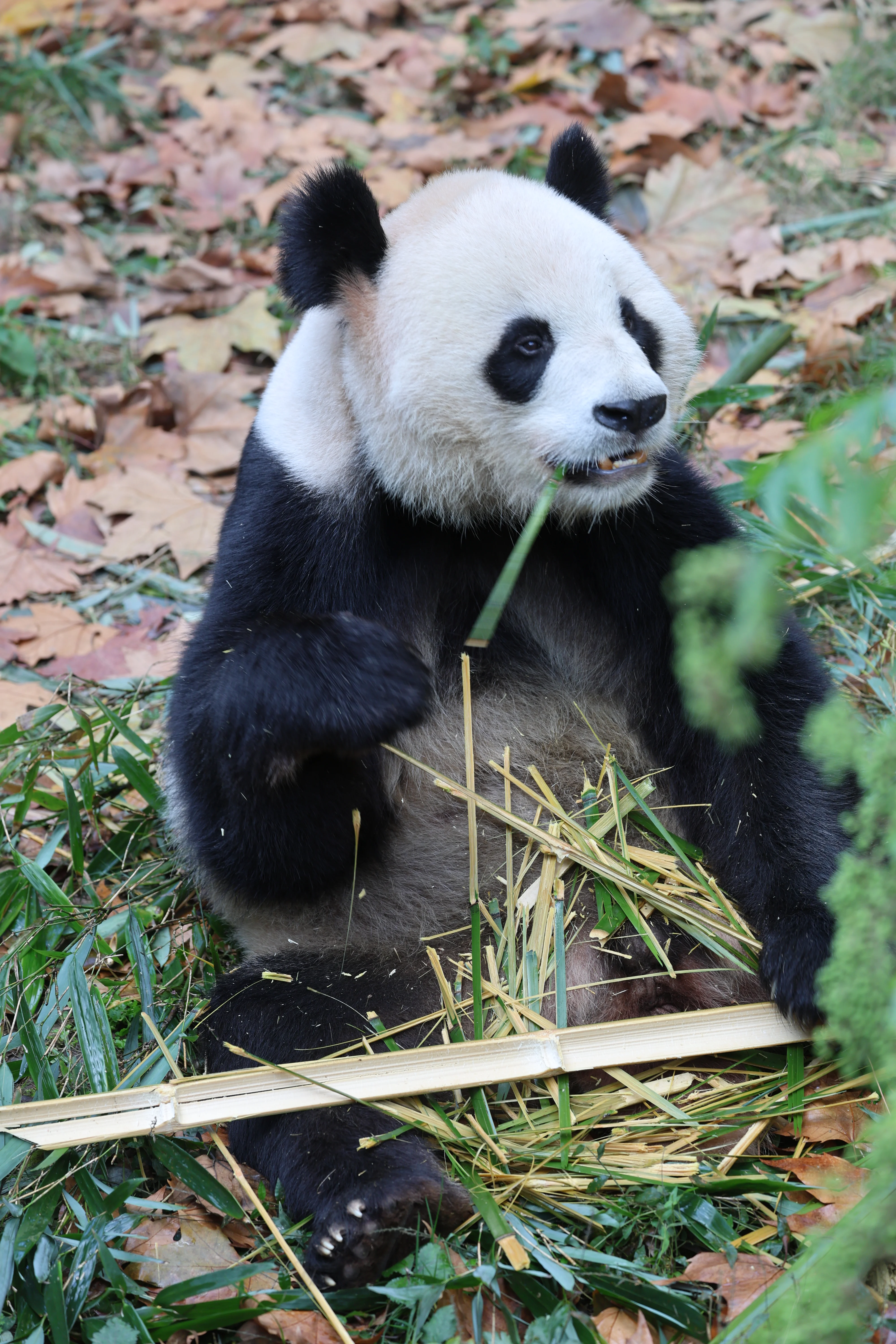 Chengdu Research Base of Giant Panda Breeding