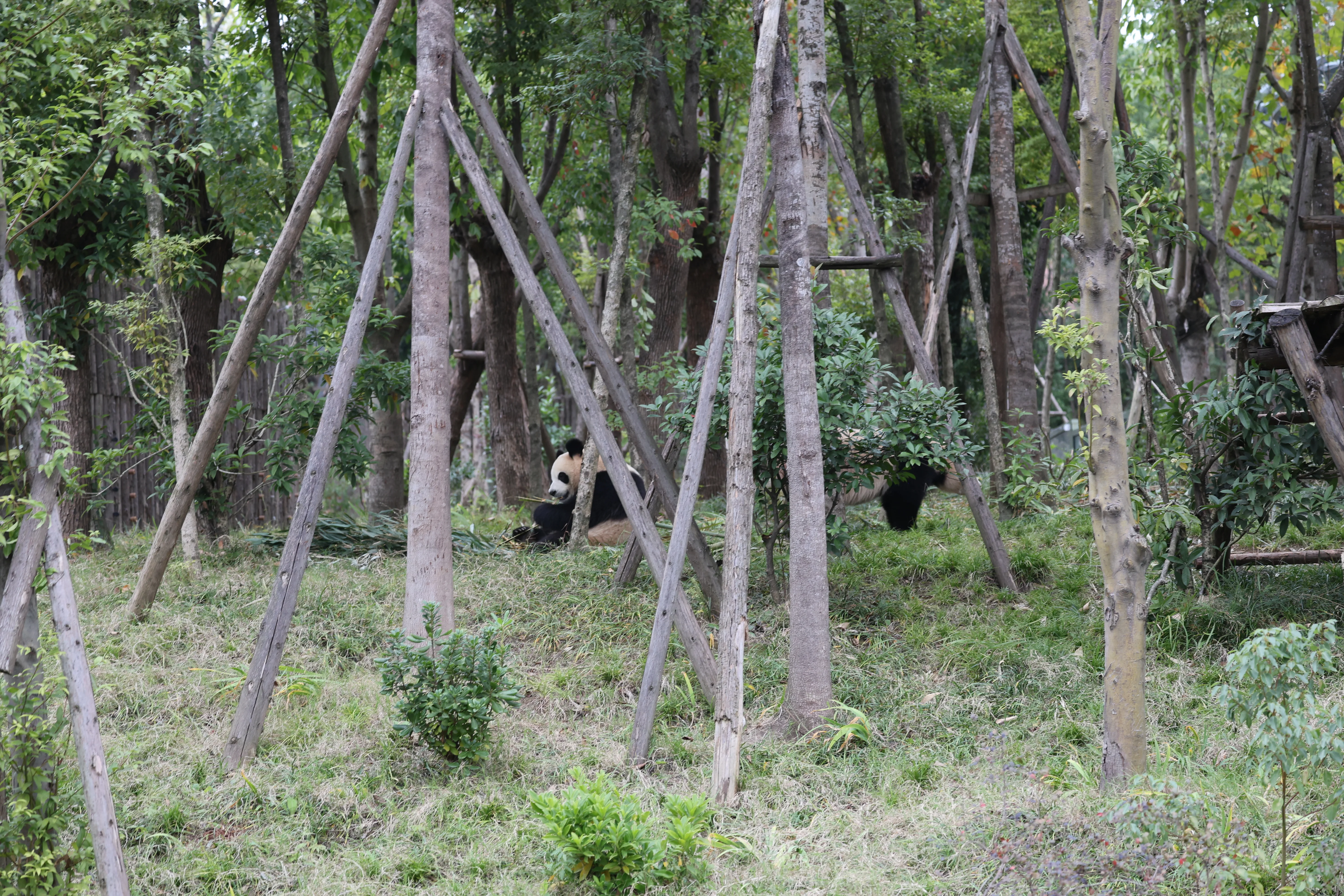 Chengdu Research Base of Giant Panda Breeding