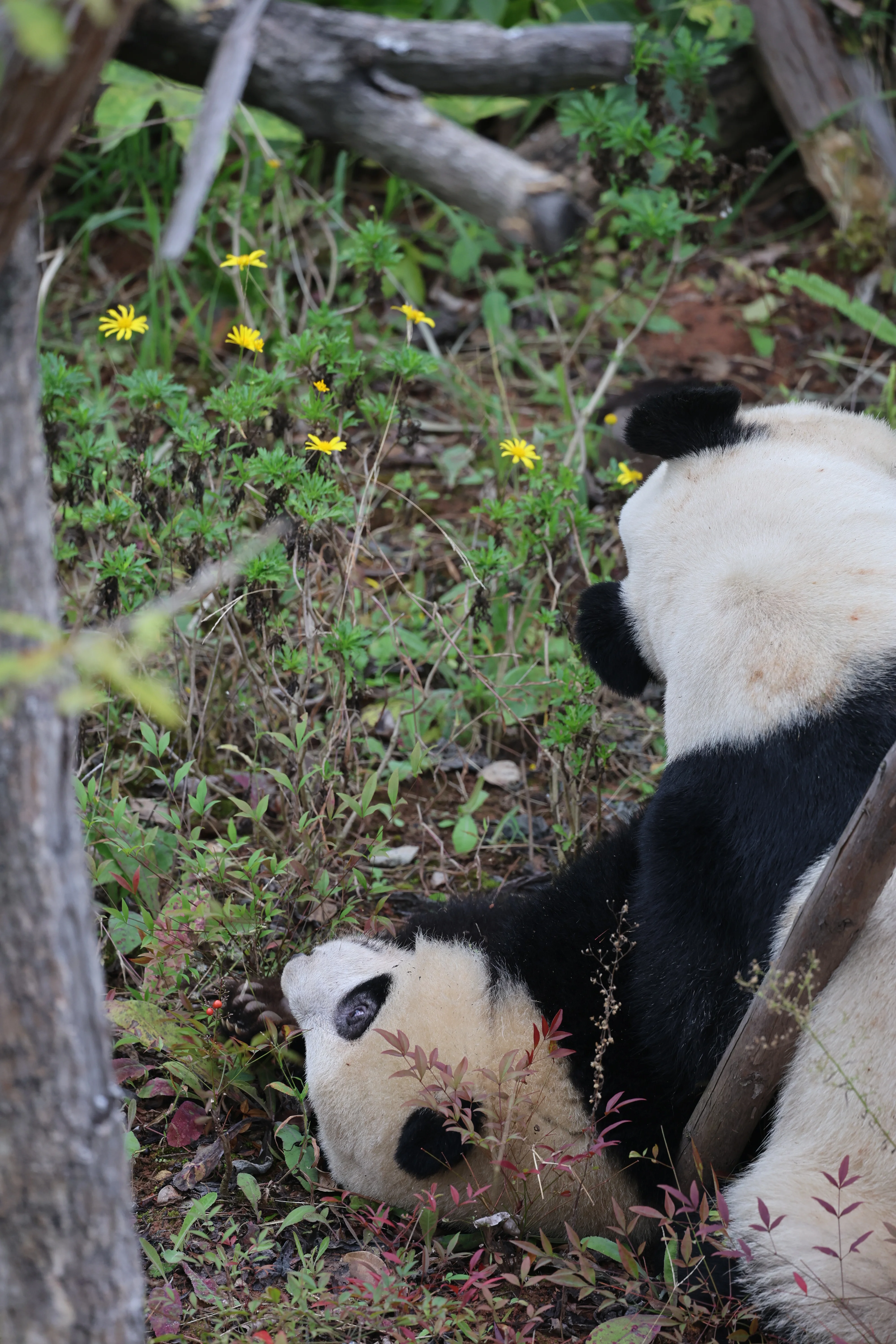 Chengdu Research Base of Giant Panda Breeding