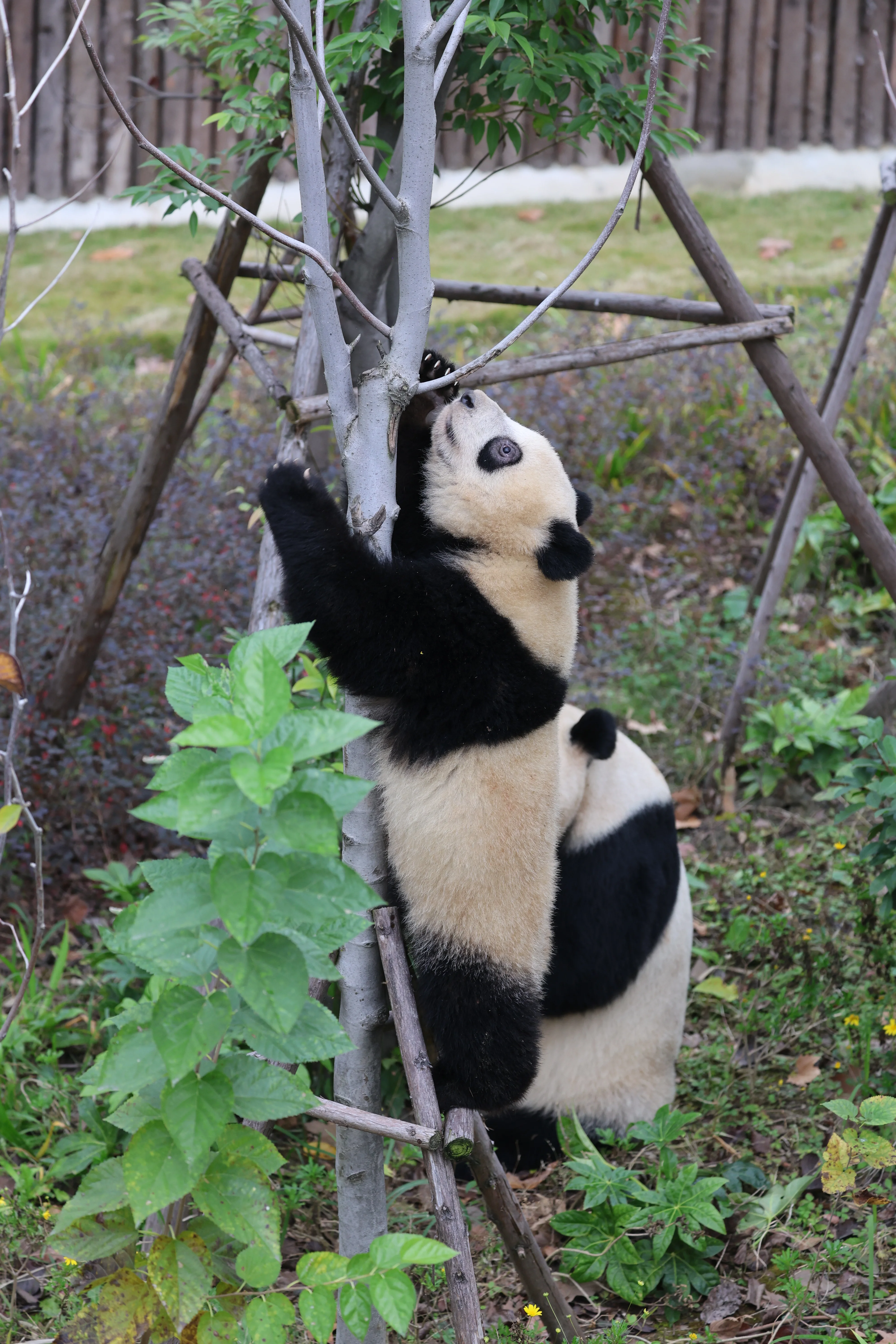 Chengdu Research Base of Giant Panda Breeding