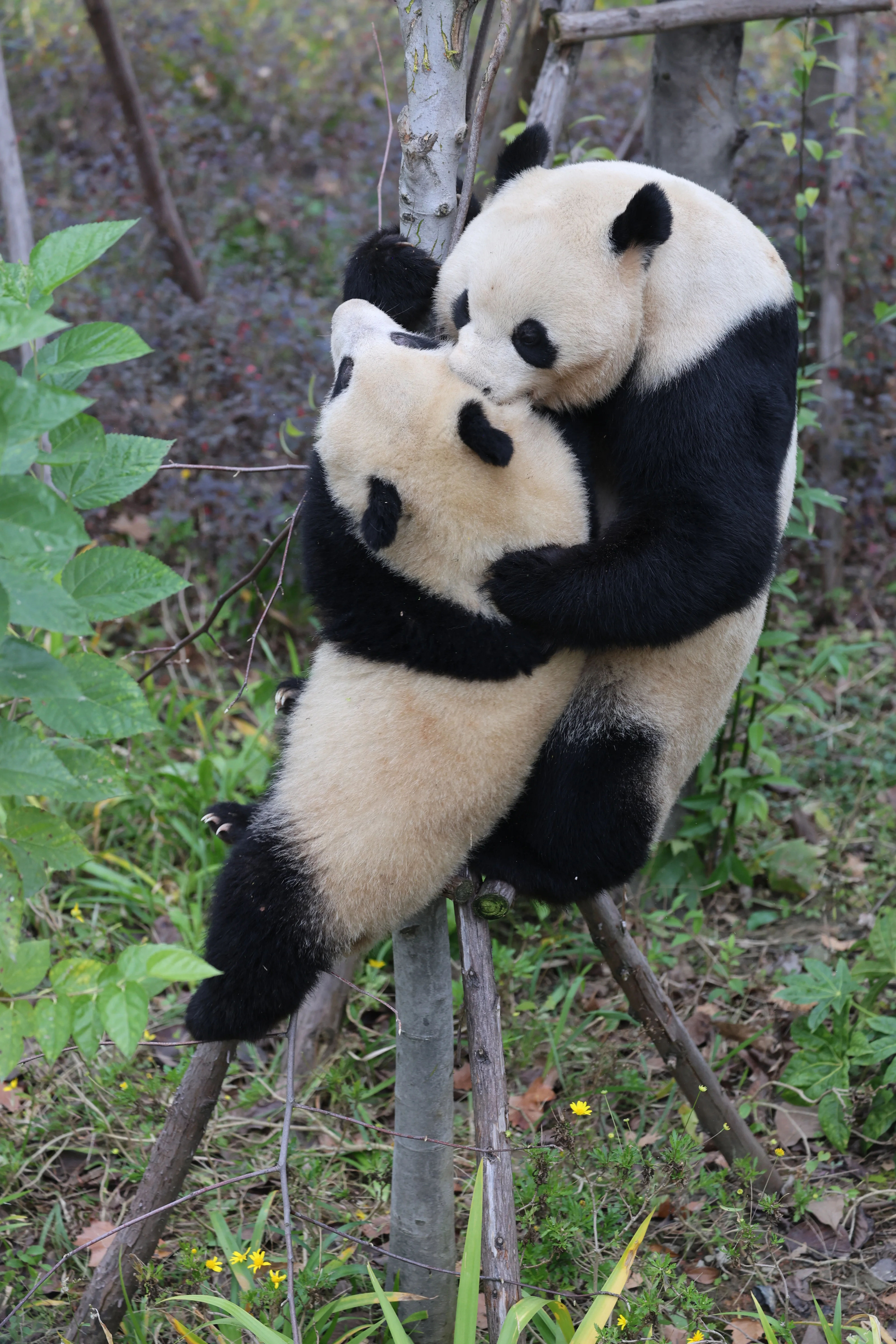 Chengdu Research Base of Giant Panda Breeding