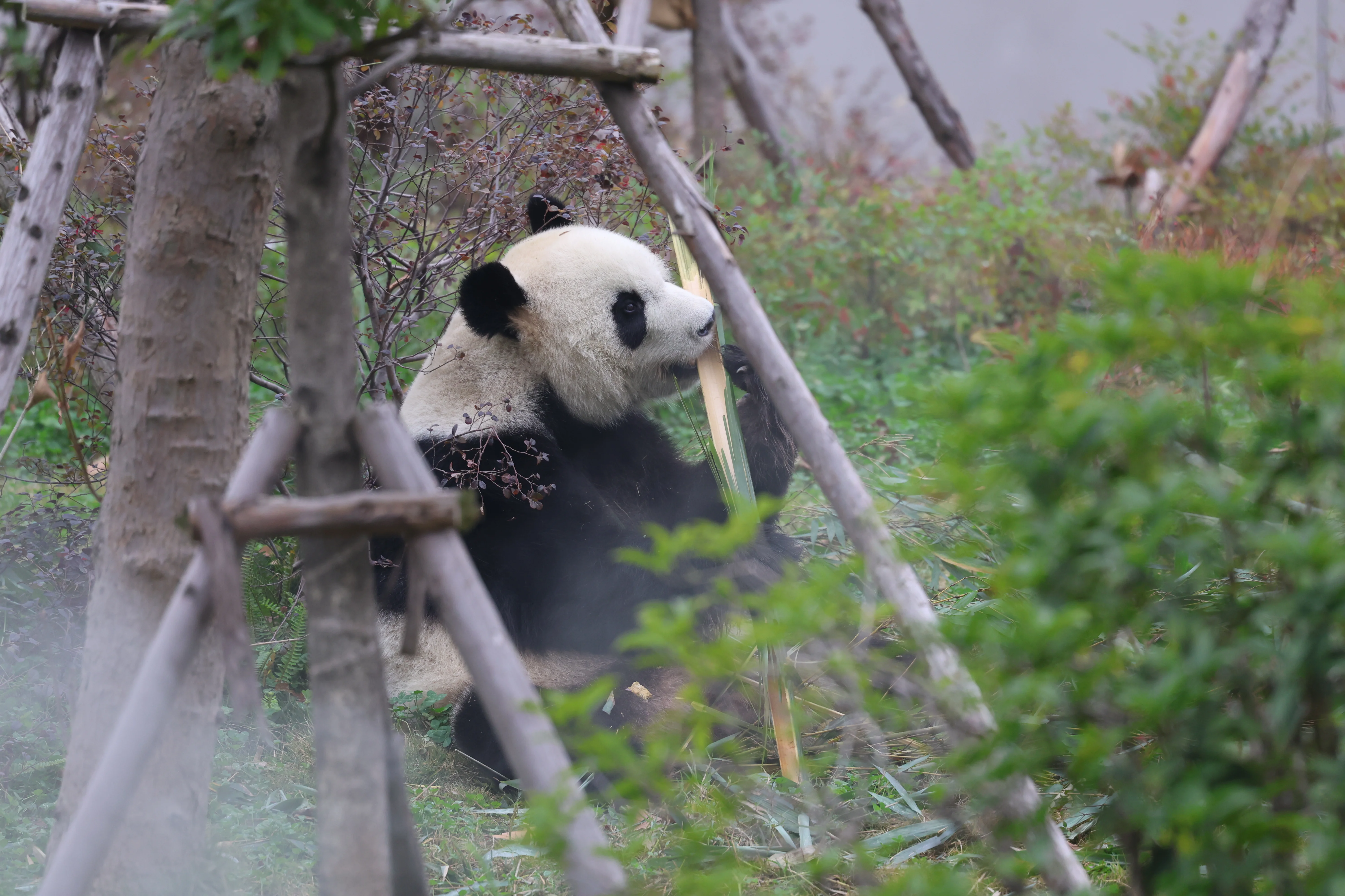 Chengdu Research Base of Giant Panda Breeding