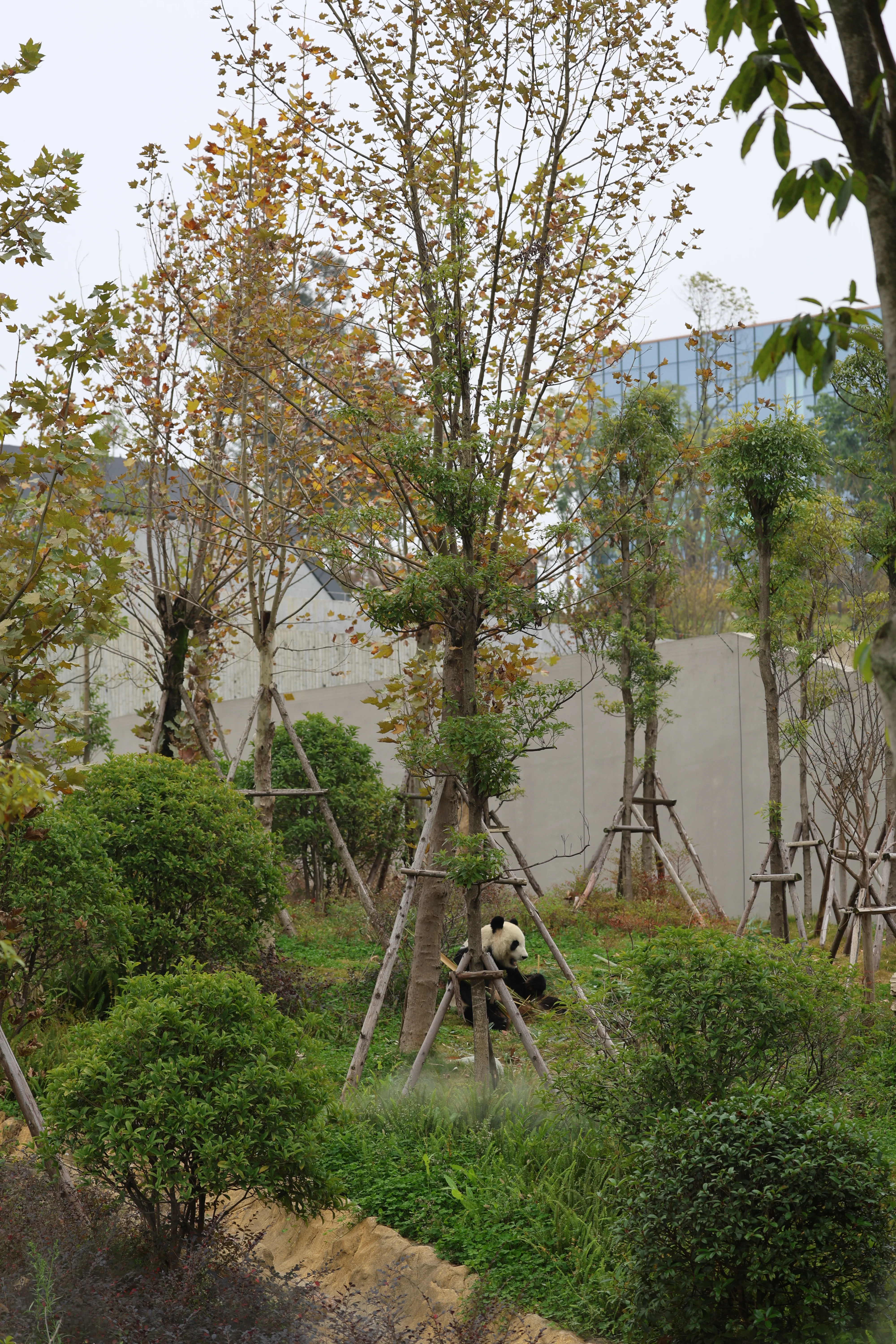 Chengdu Research Base of Giant Panda Breeding