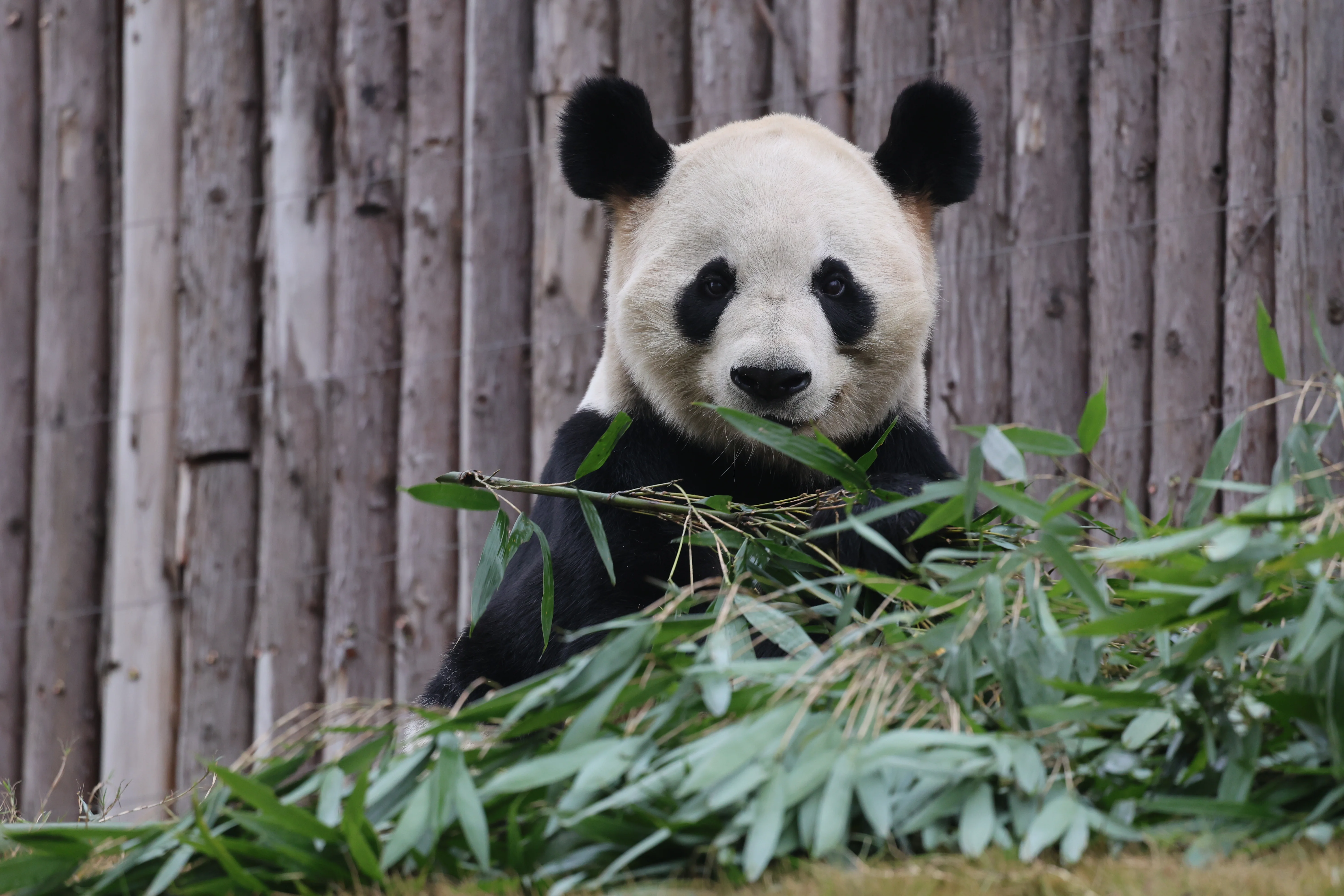 Chengdu Research Base of Giant Panda Breeding