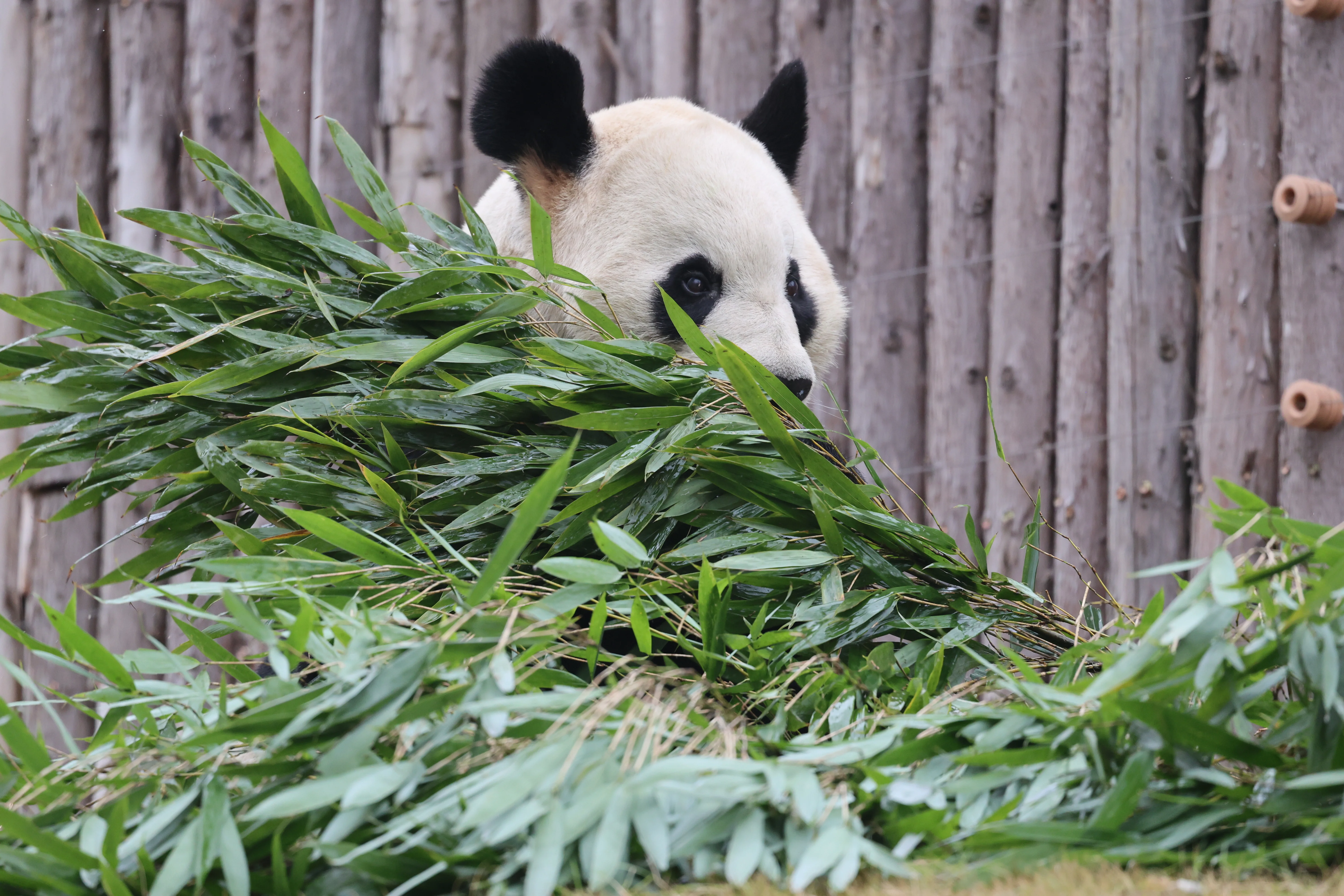 Chengdu Research Base of Giant Panda Breeding