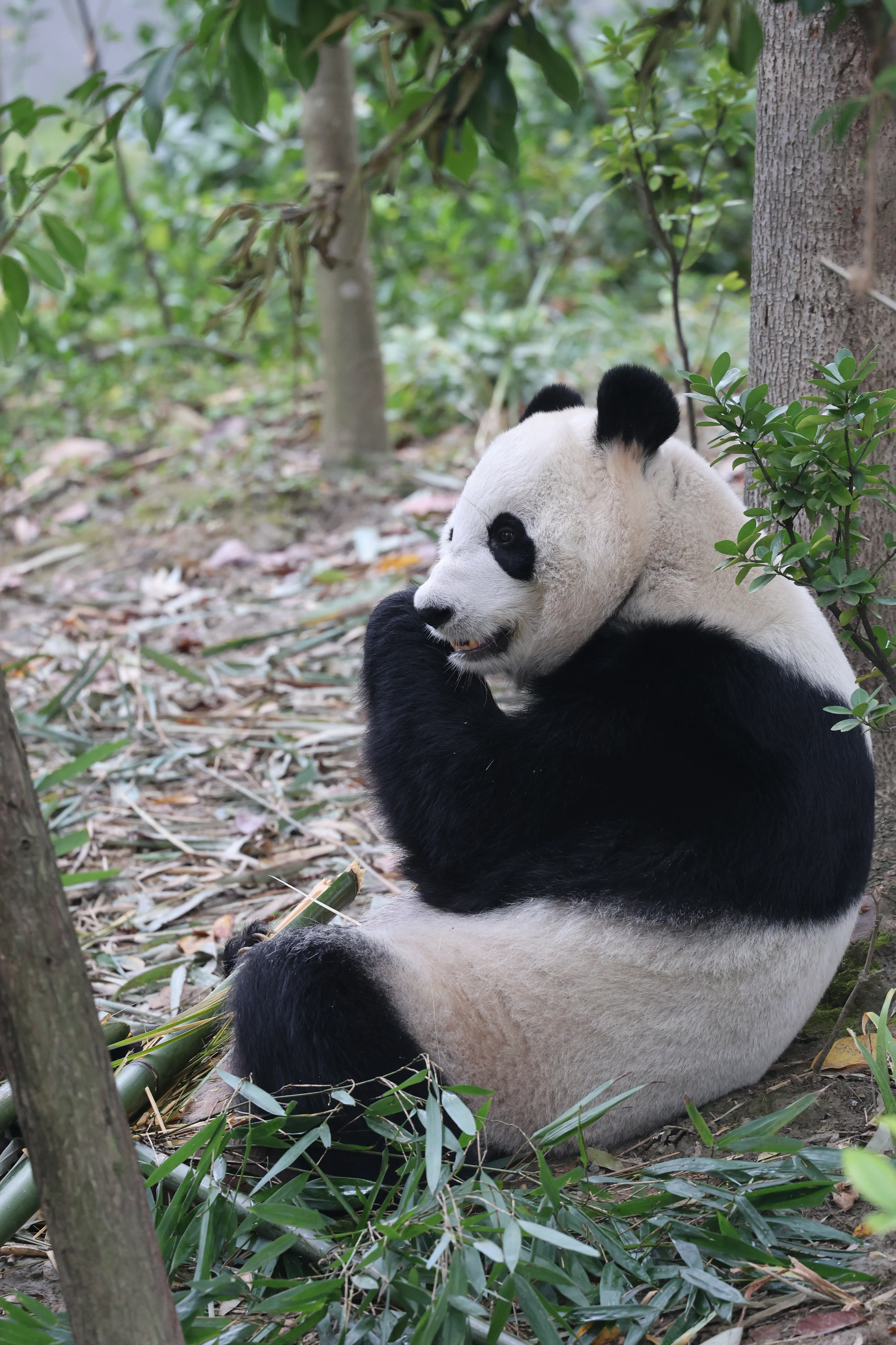 Chengdu Research Base of Giant Panda Breeding