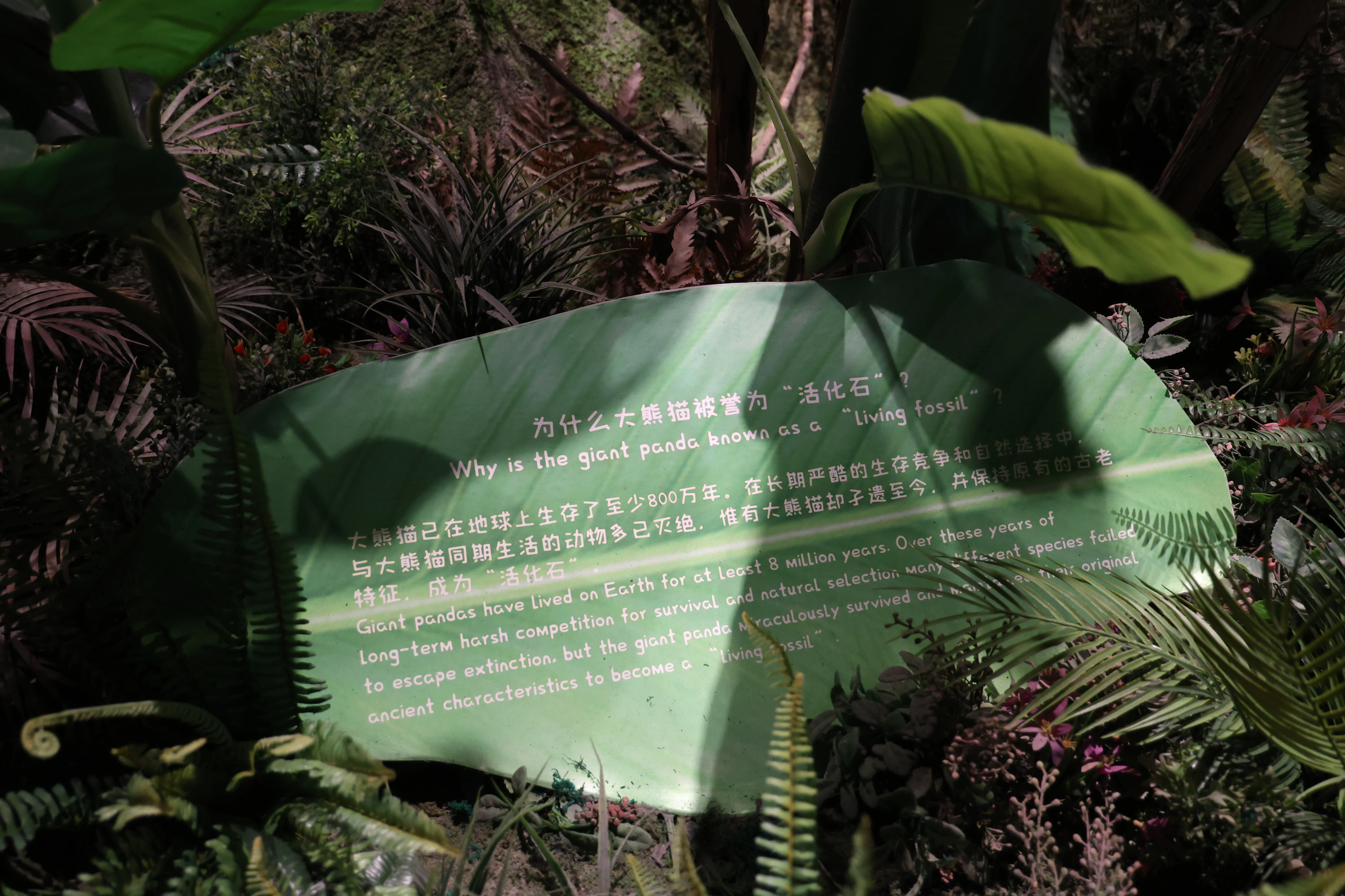 Chengdu Giant Panda Museum @ CRBGPB