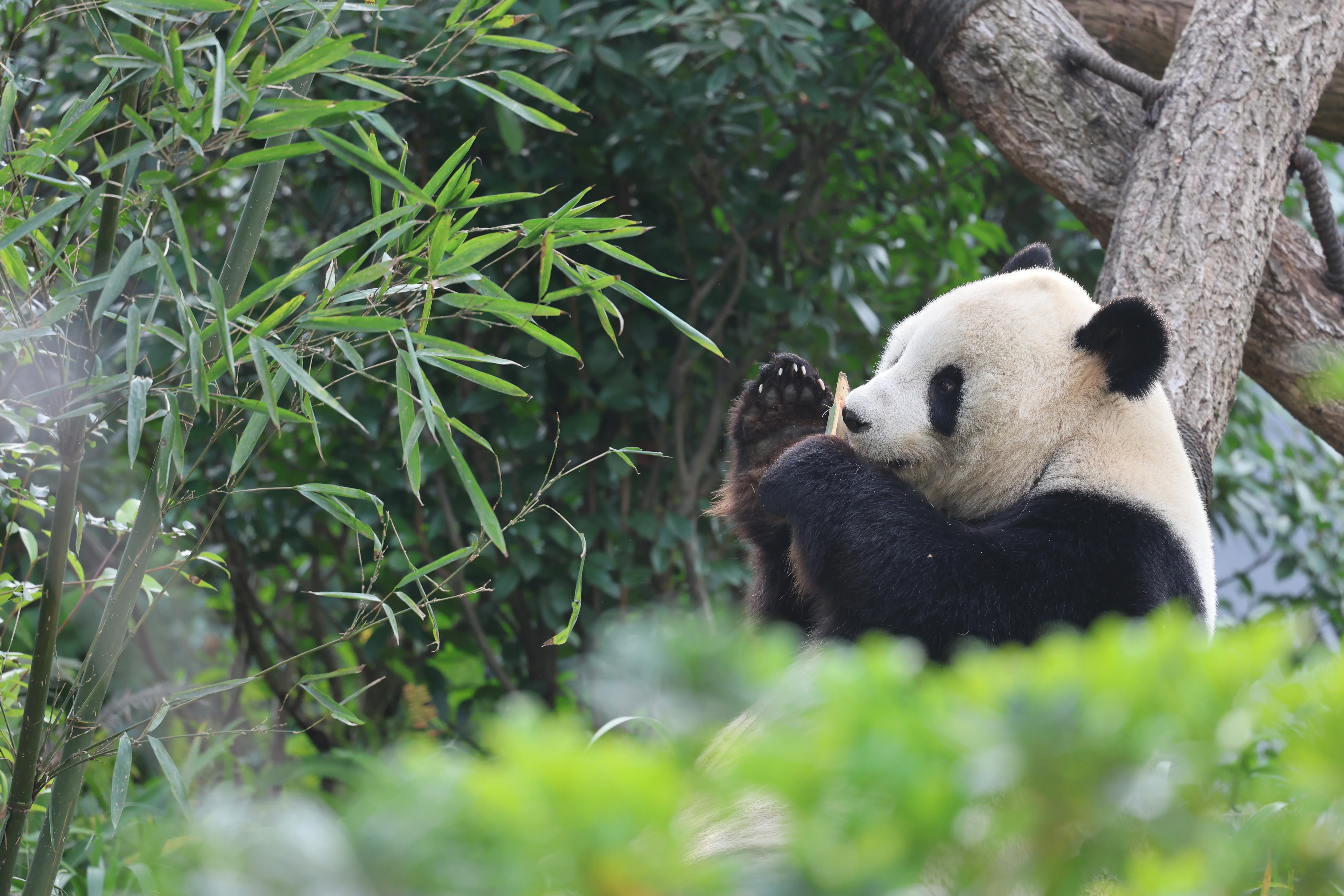 Chengdu Research Base of Giant Panda Breeding