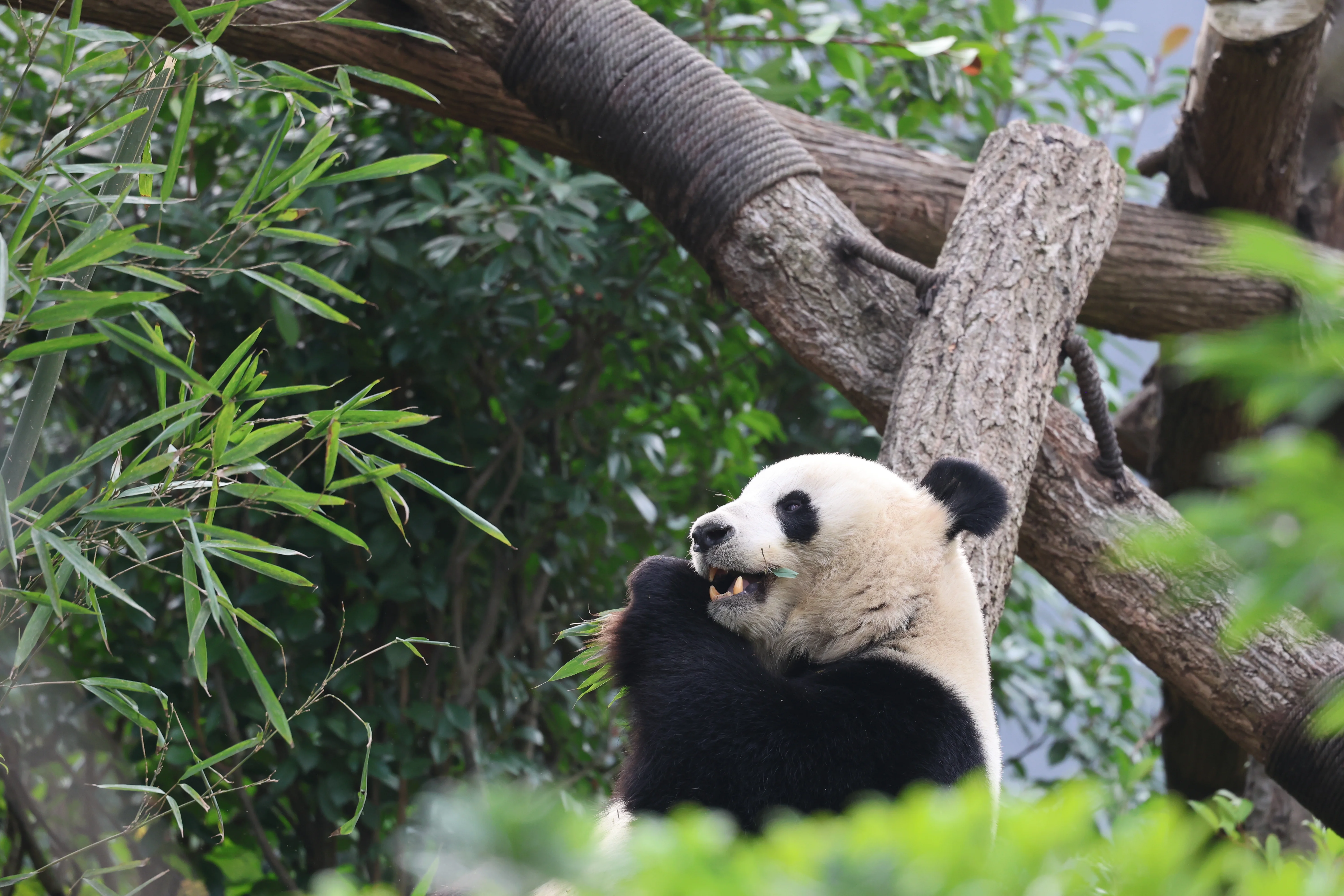 Chengdu Research Base of Giant Panda Breeding