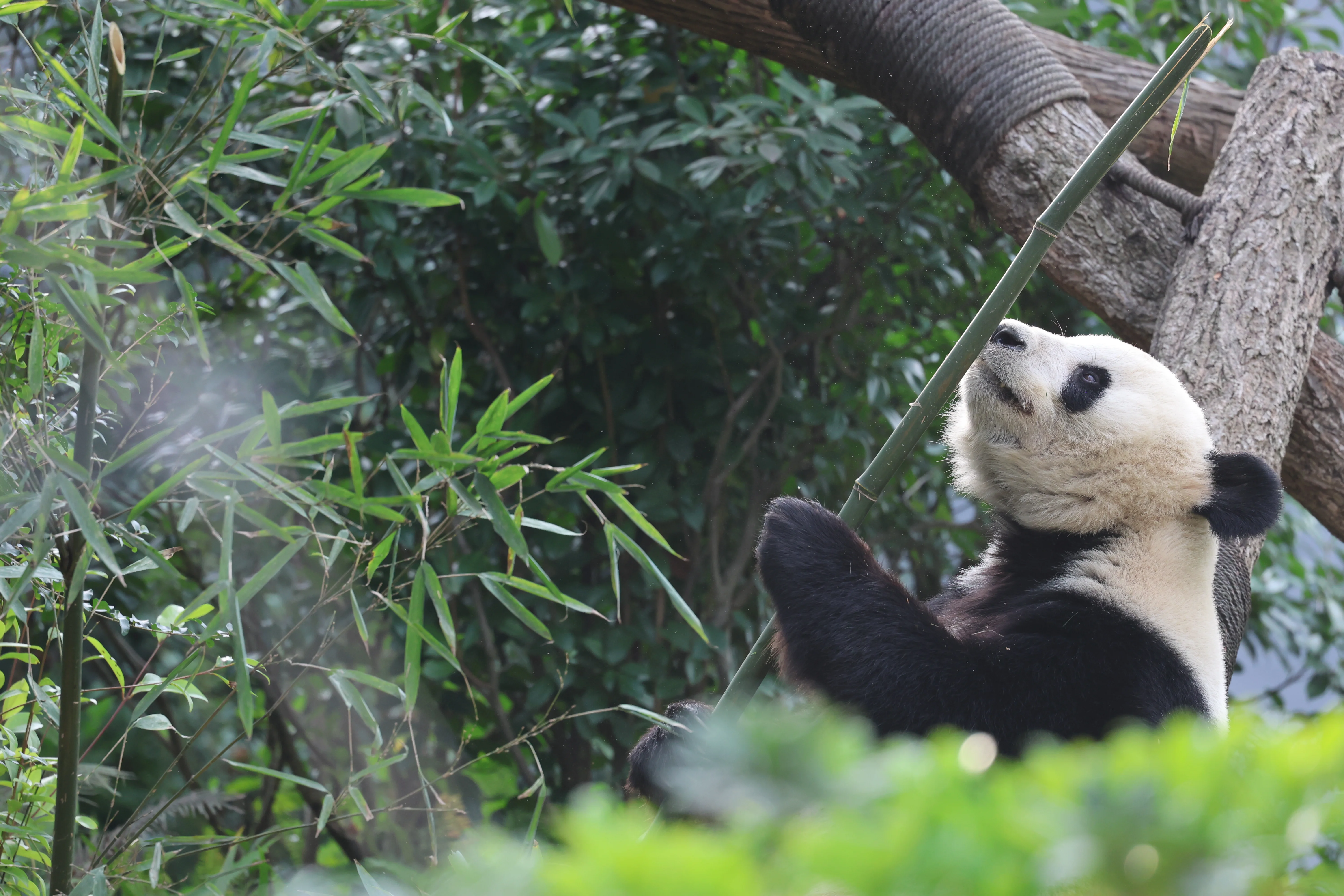 Chengdu Research Base of Giant Panda Breeding