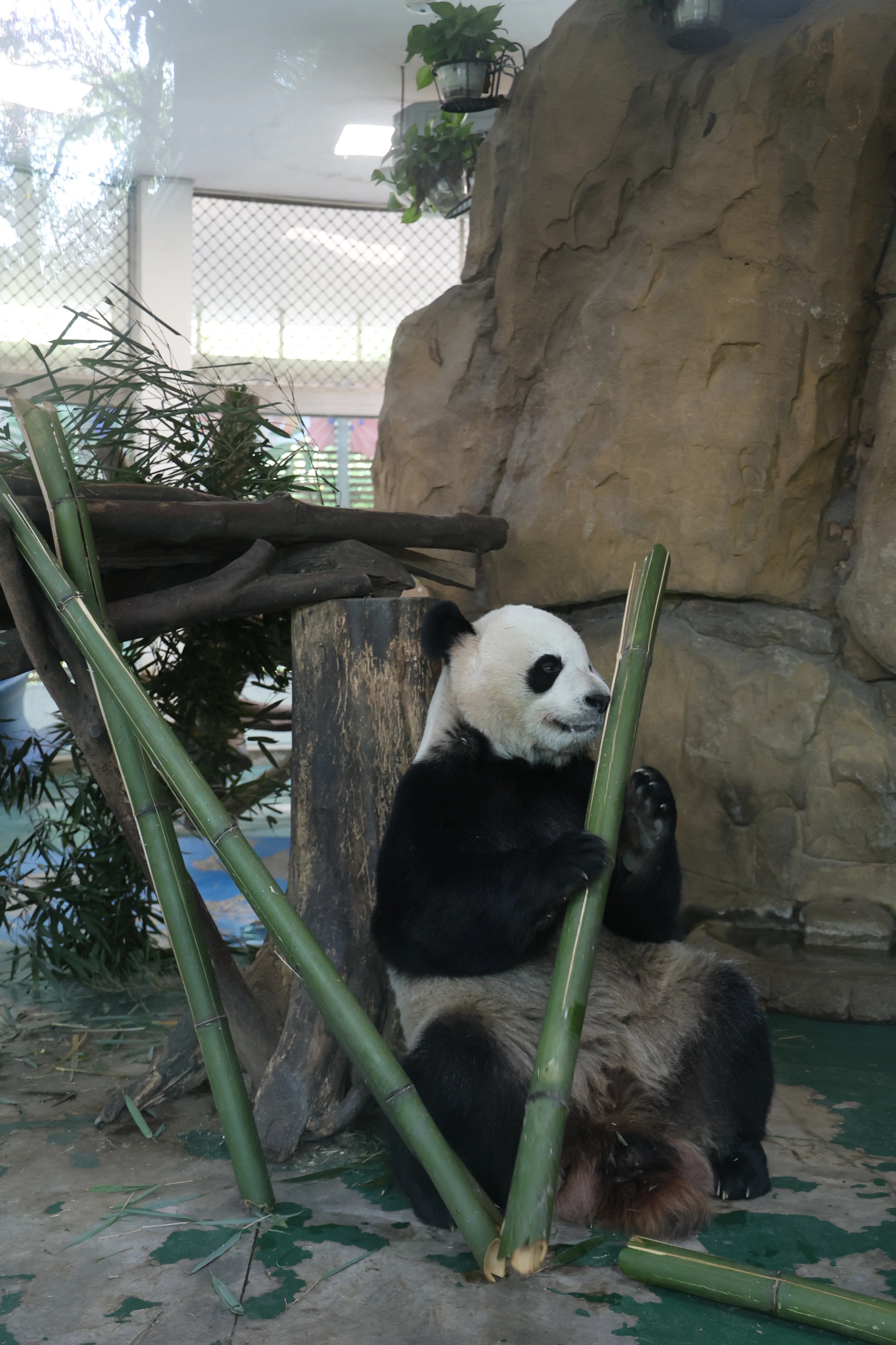 Chengdu Zoo