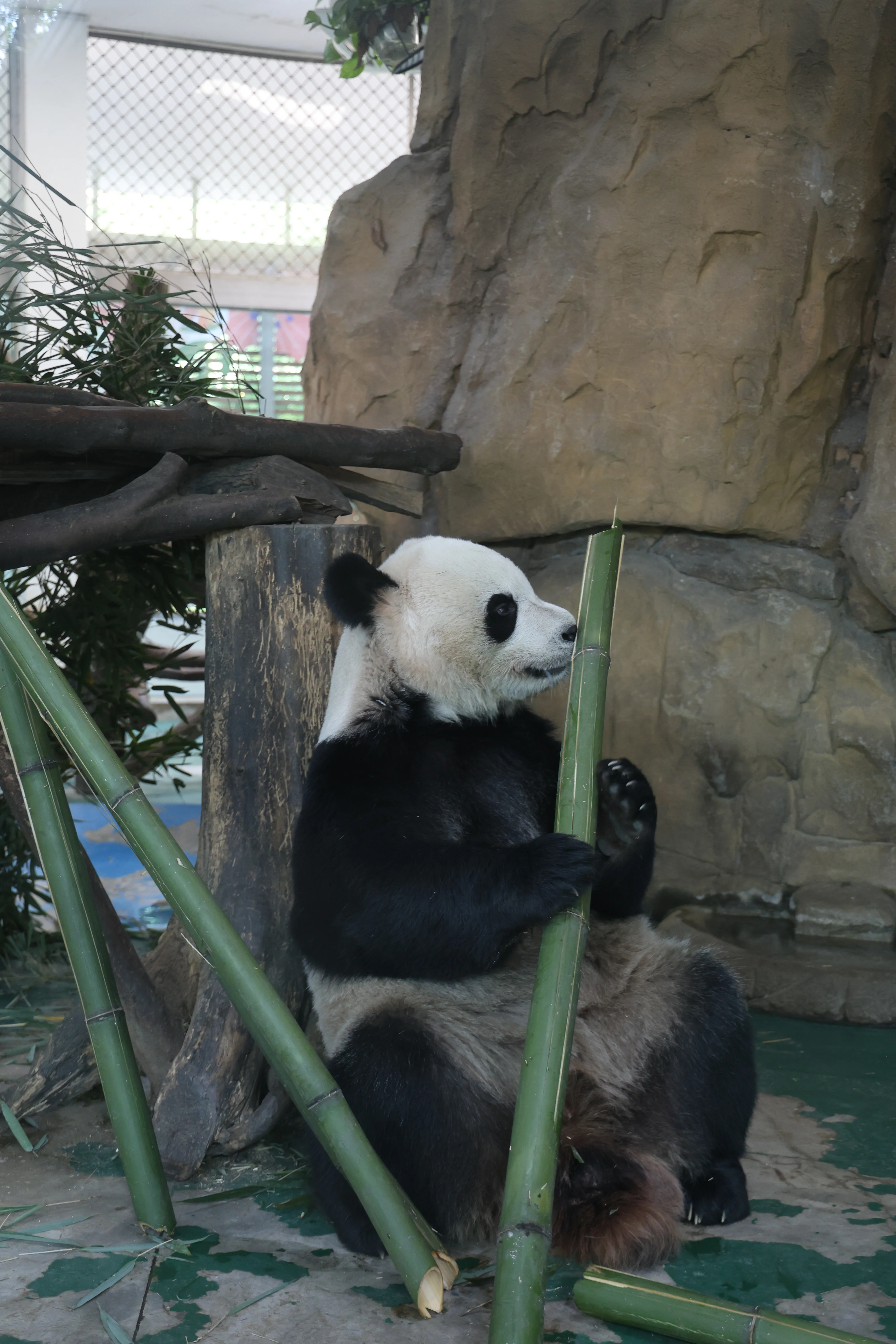 Chengdu Zoo