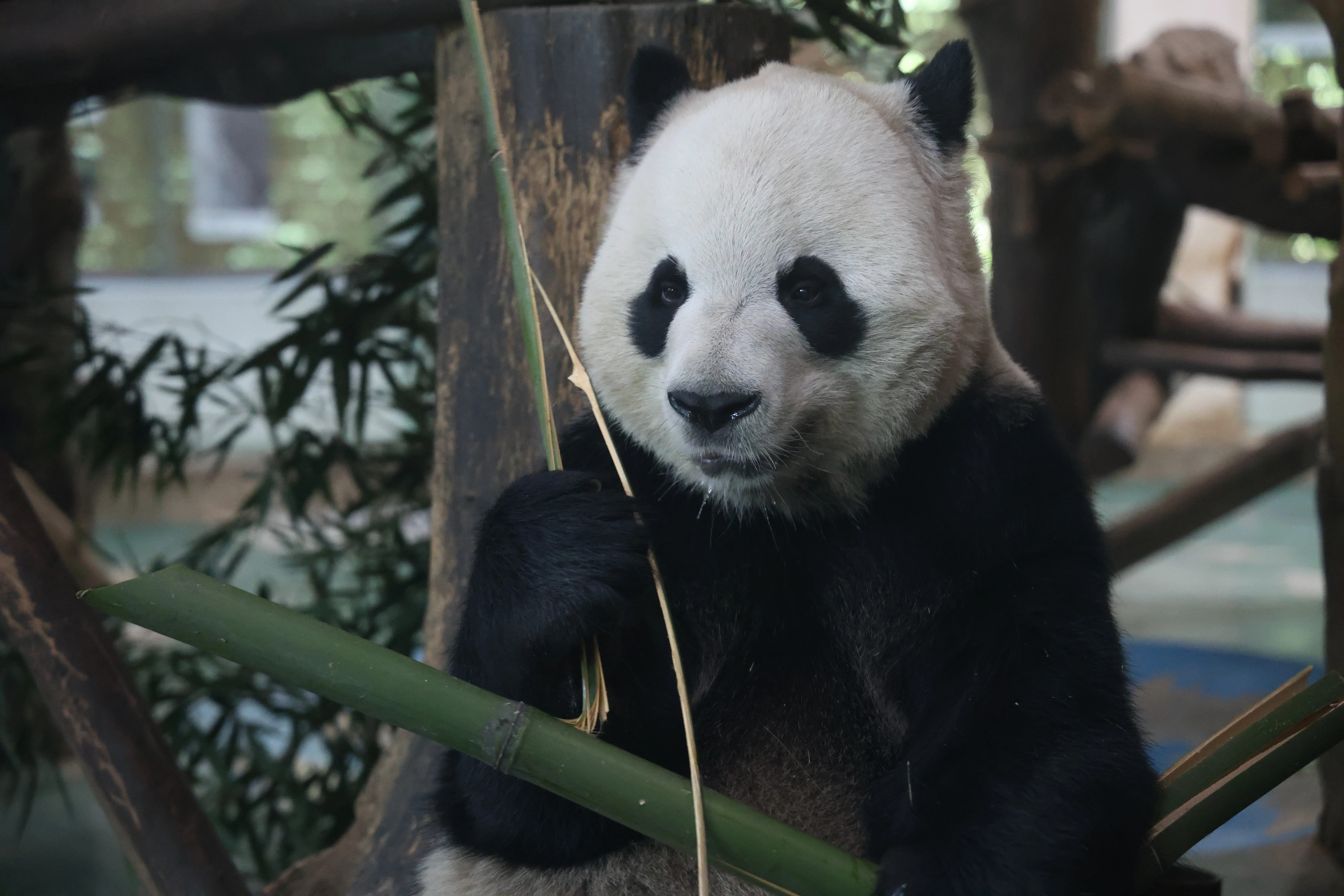 Chengdu Zoo