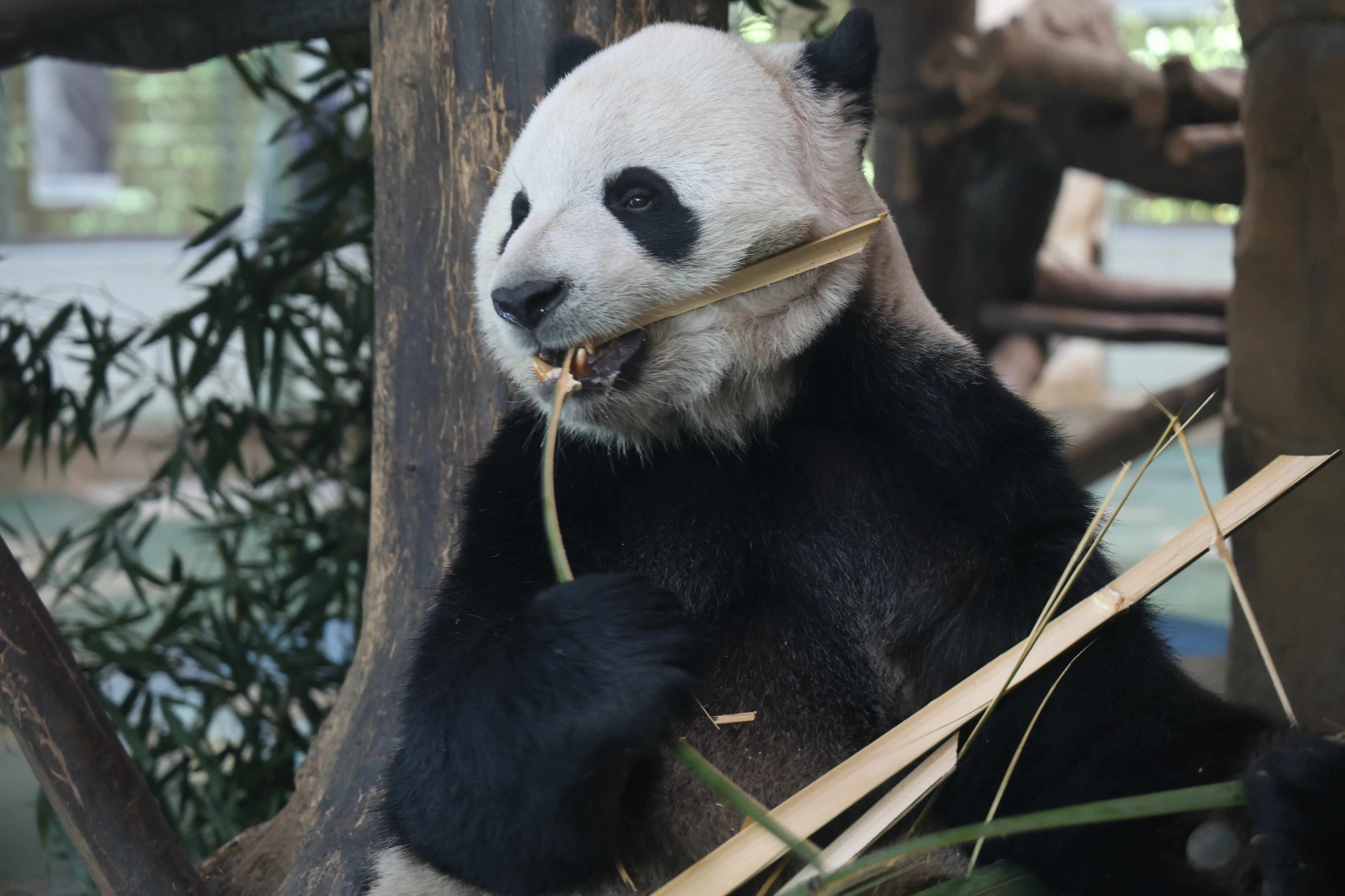 Chengdu Zoo