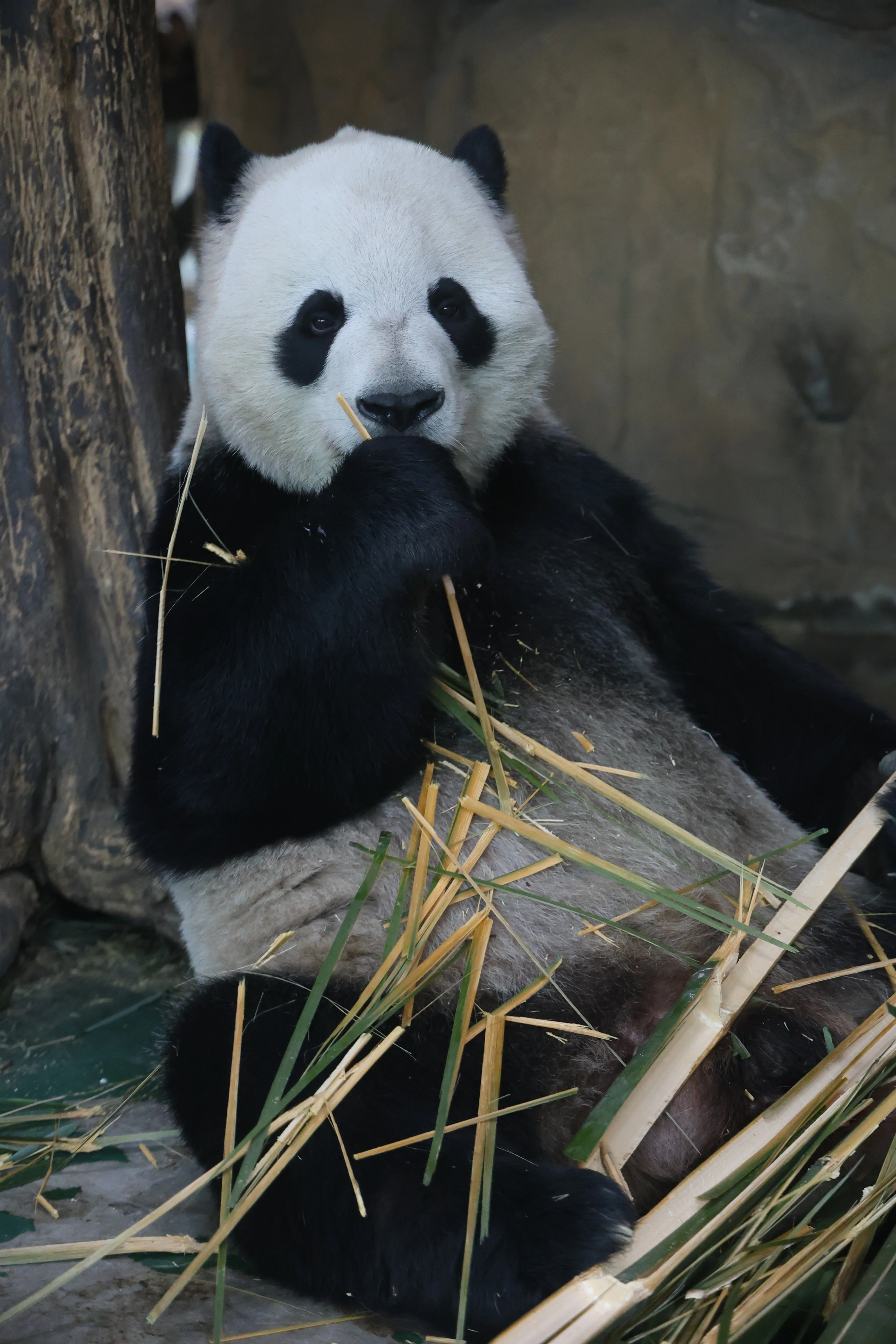 Chengdu Zoo