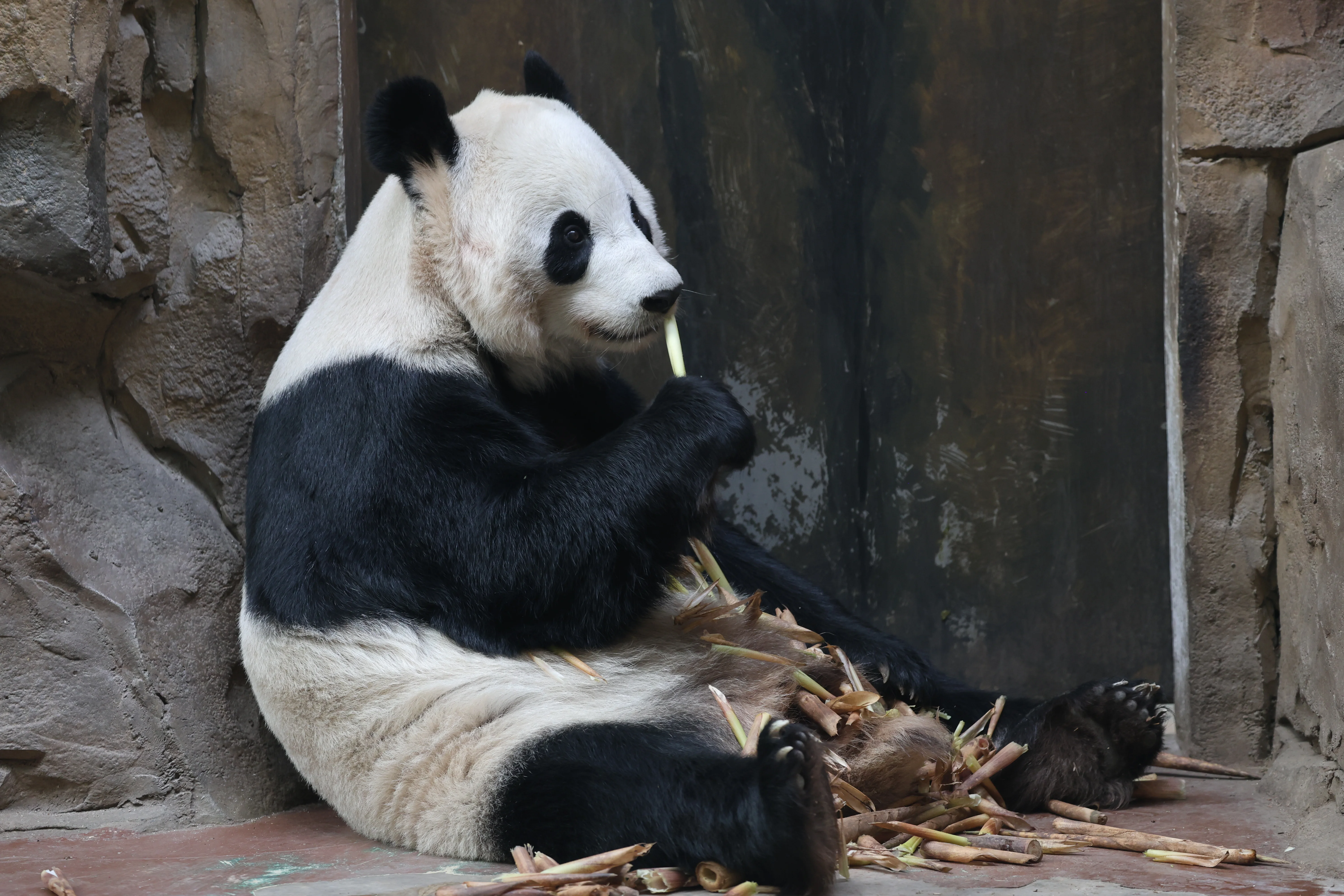 Chengdu Zoo
