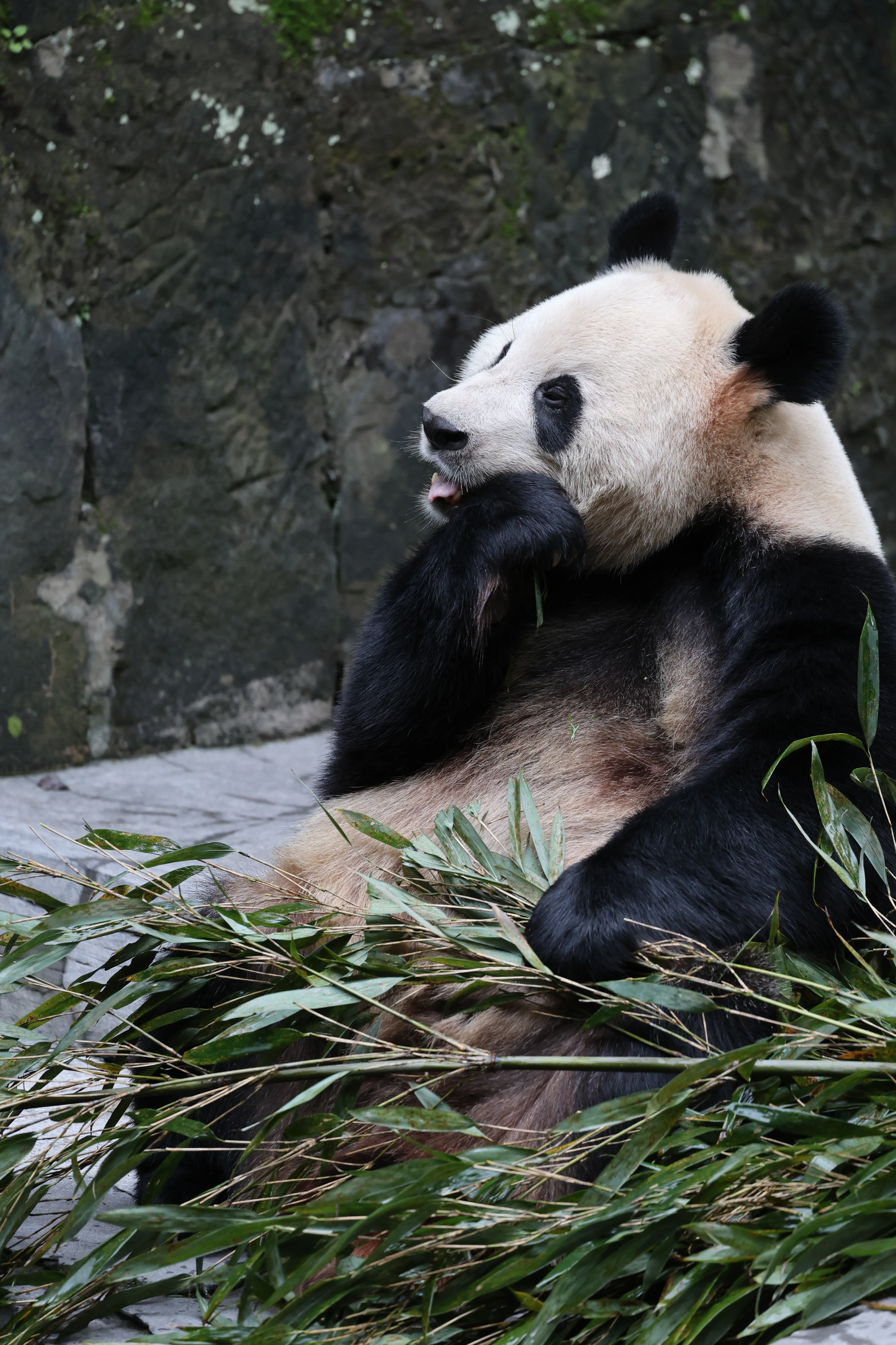 Chongqing Zoo