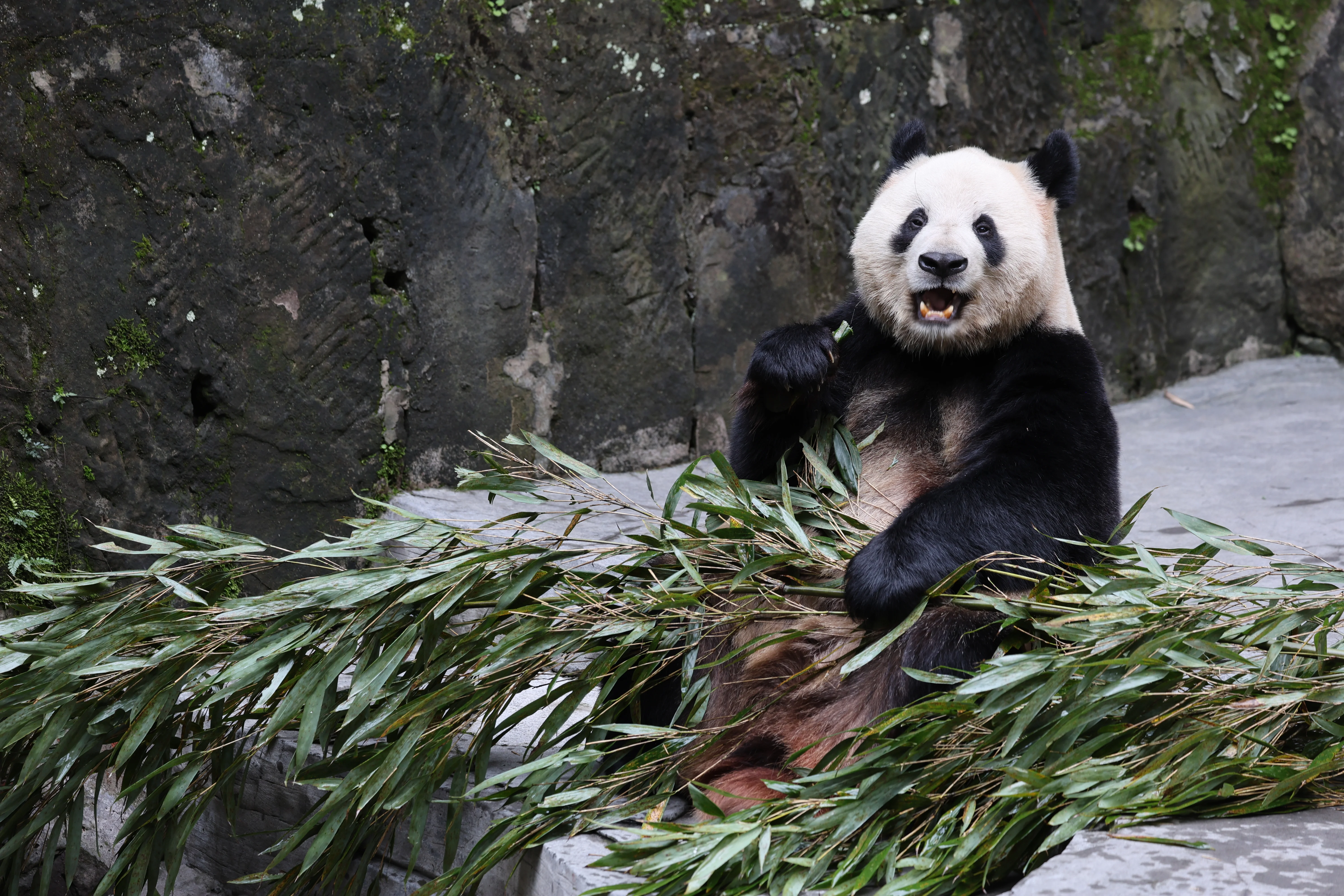 Chongqing Zoo