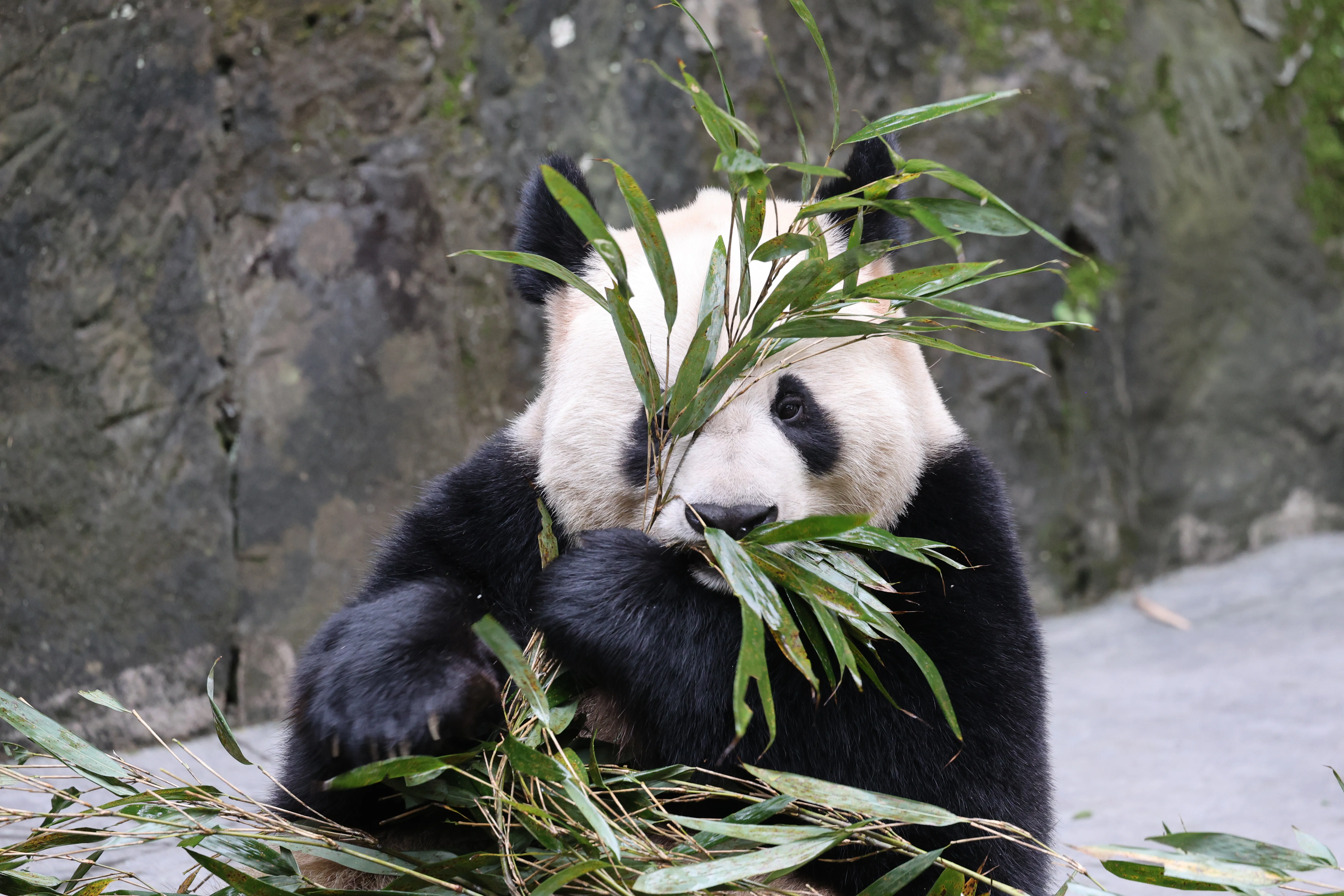 Chongqing Zoo