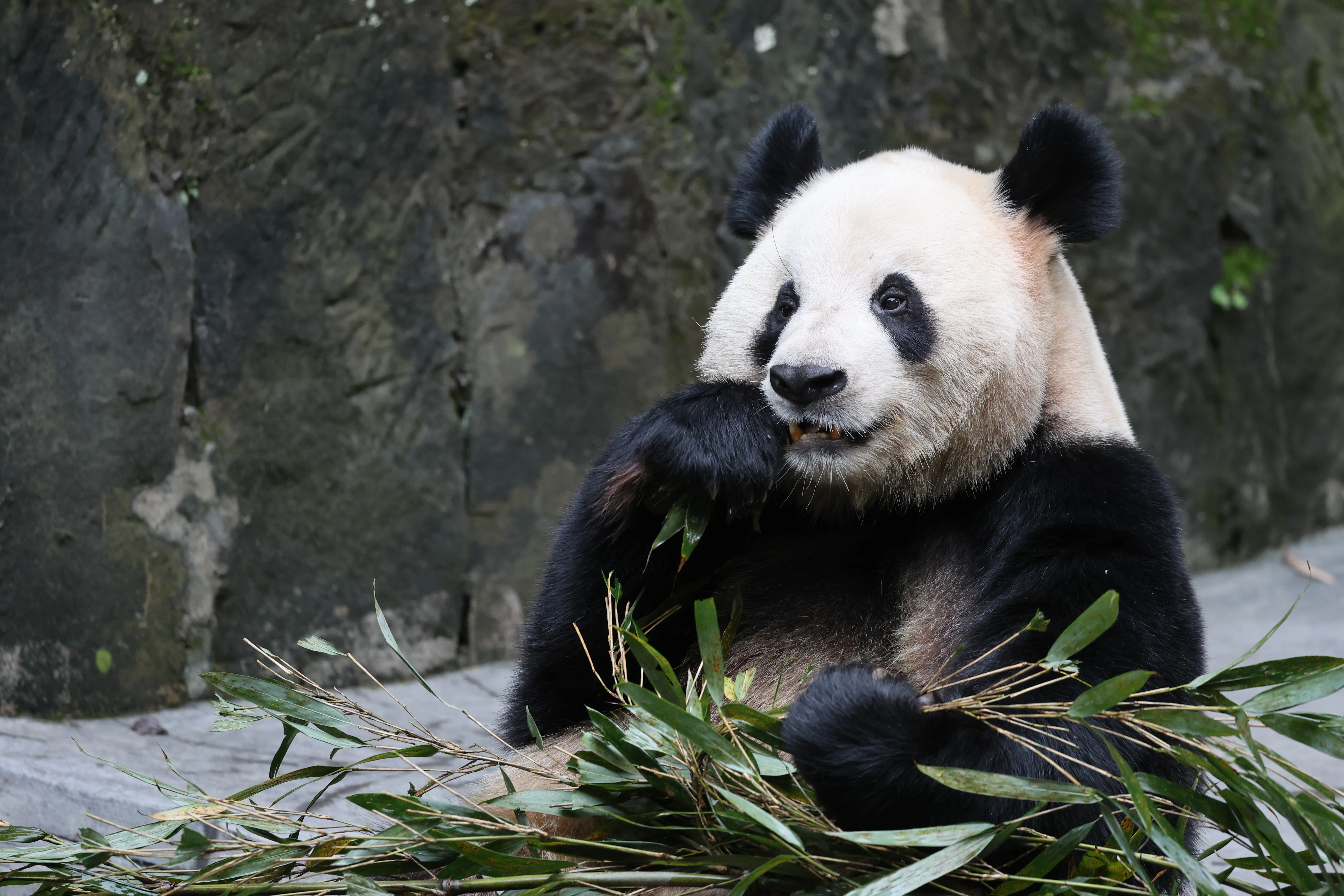 Chongqing Zoo