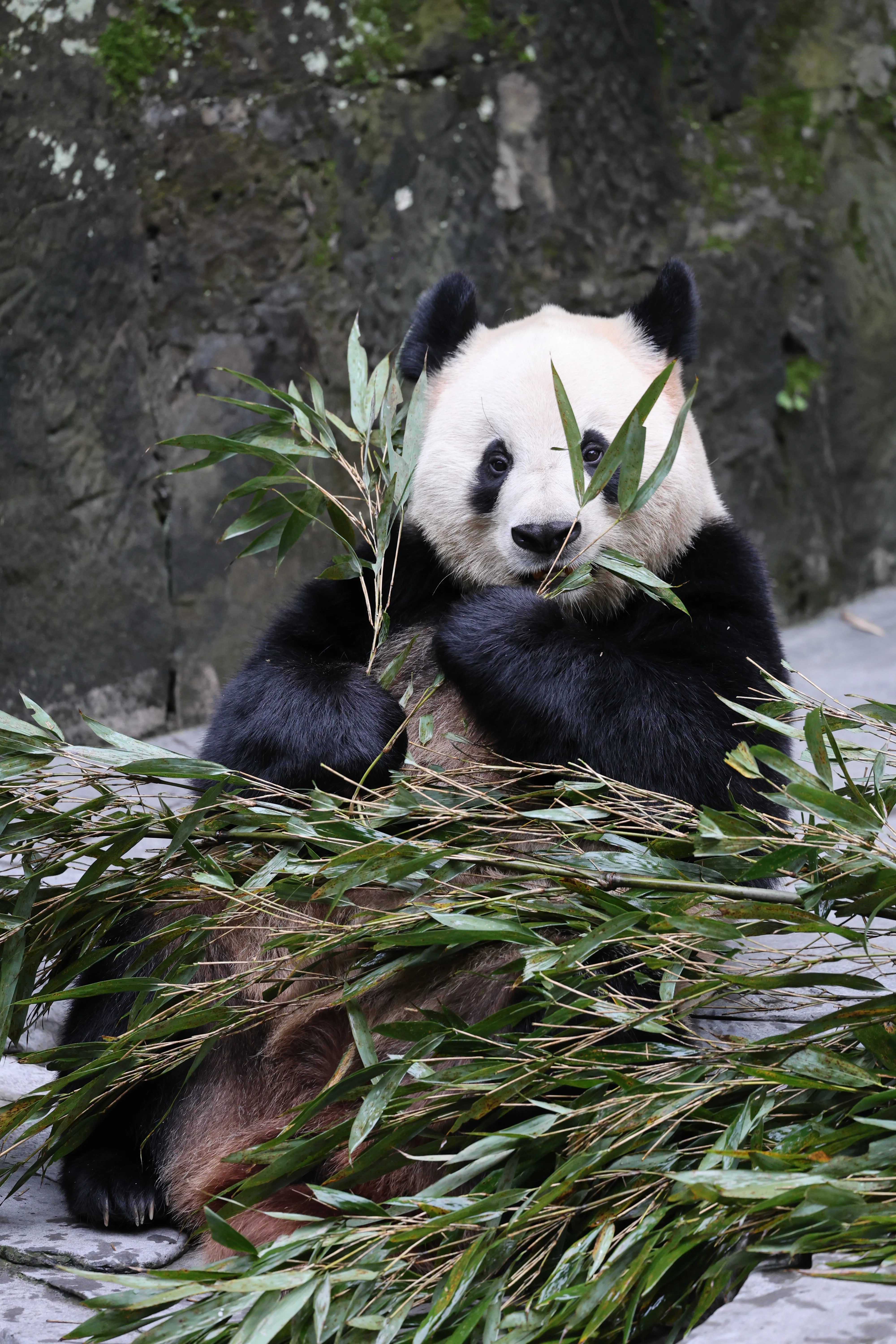 Chongqing Zoo