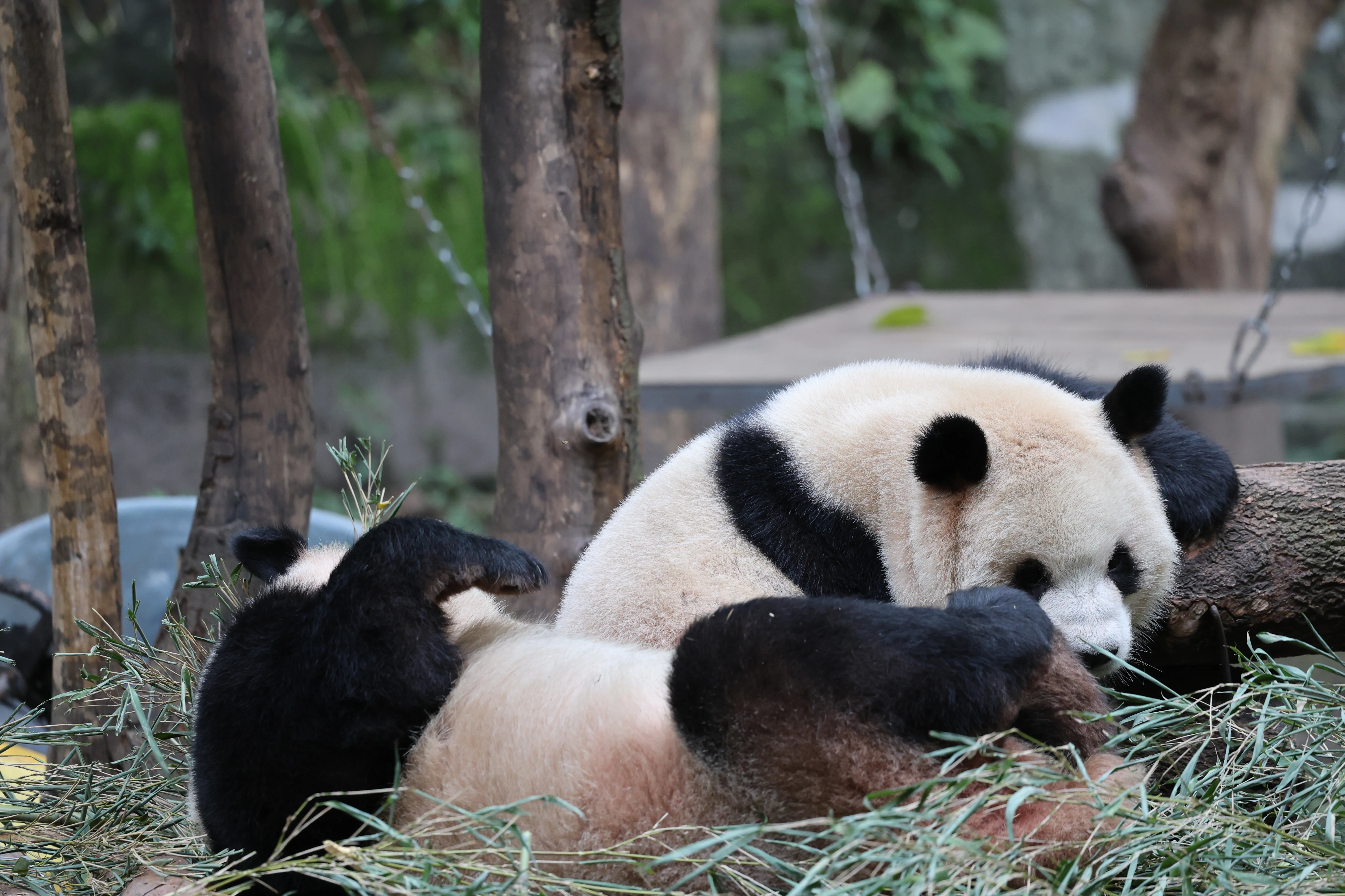 Chongqing Zoo
