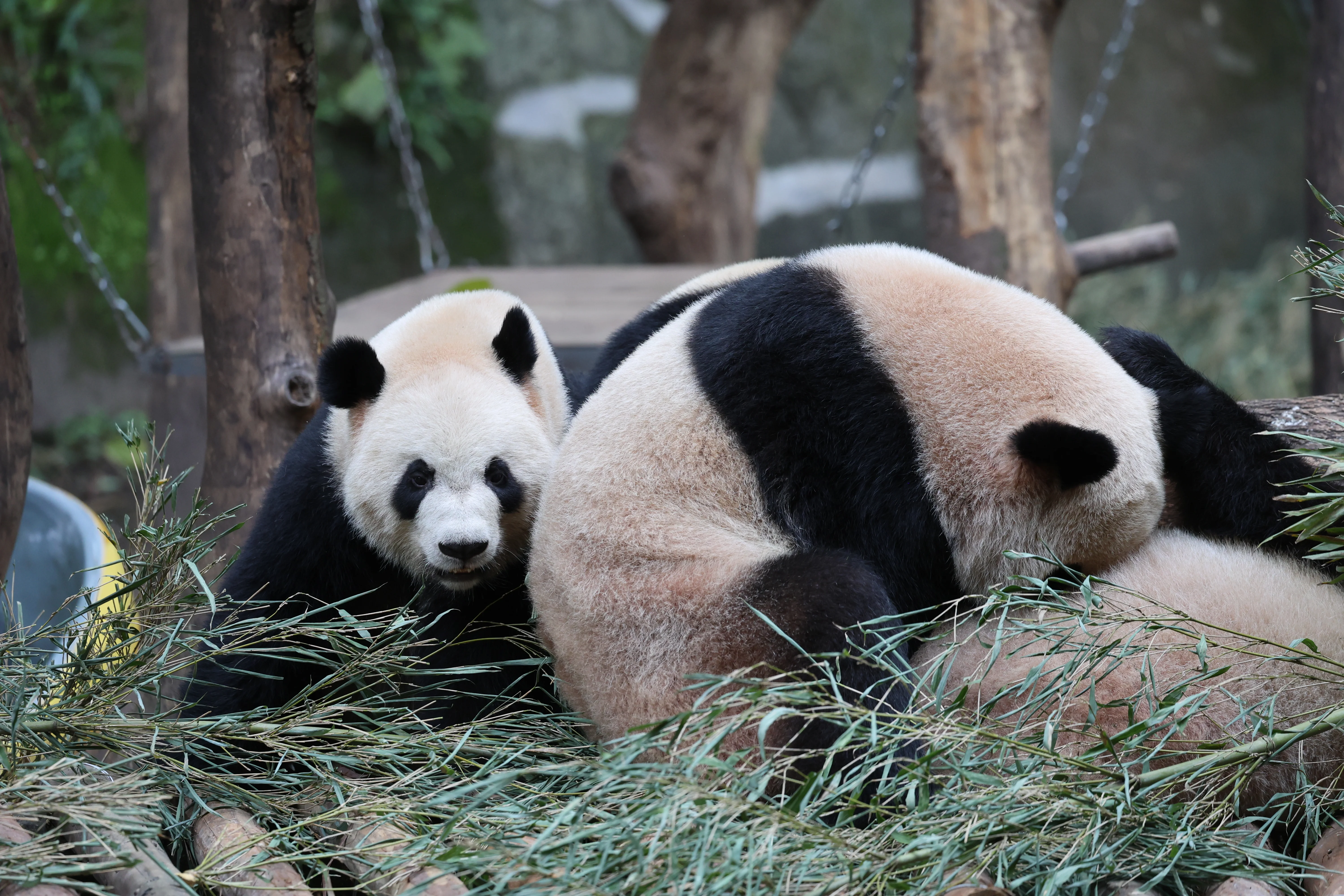 Chongqing Zoo