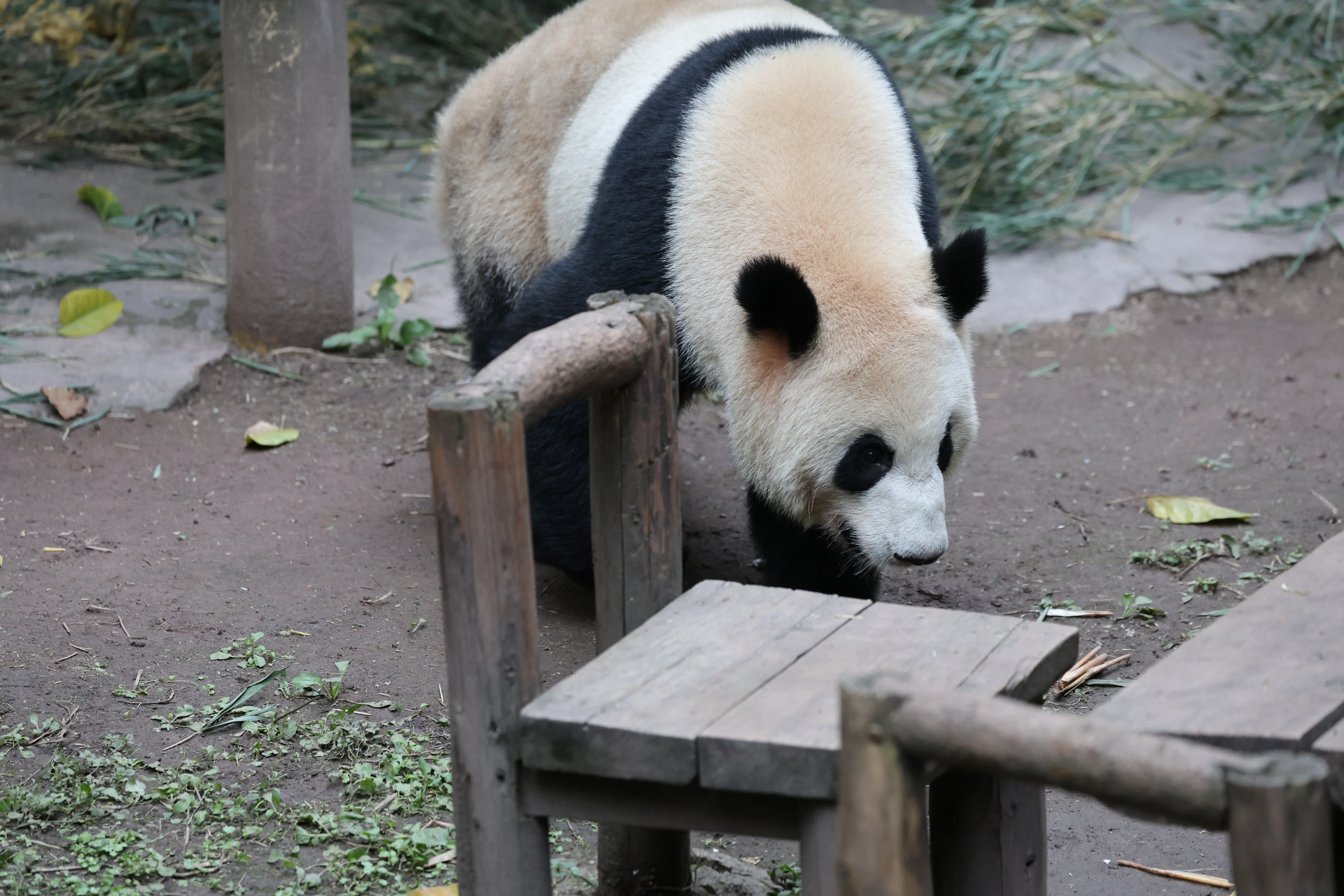 Chongqing Zoo
