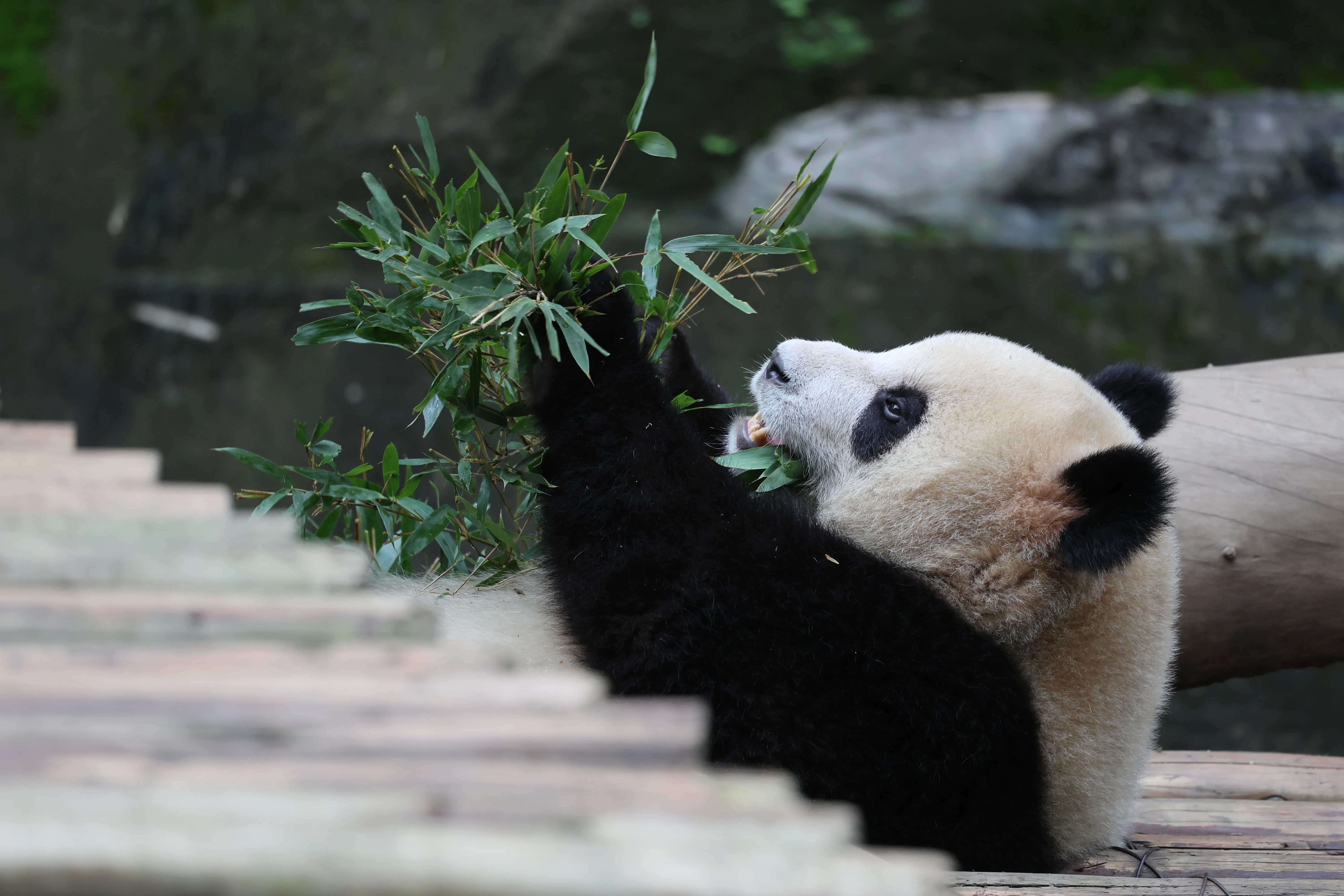 Chongqing Zoo
