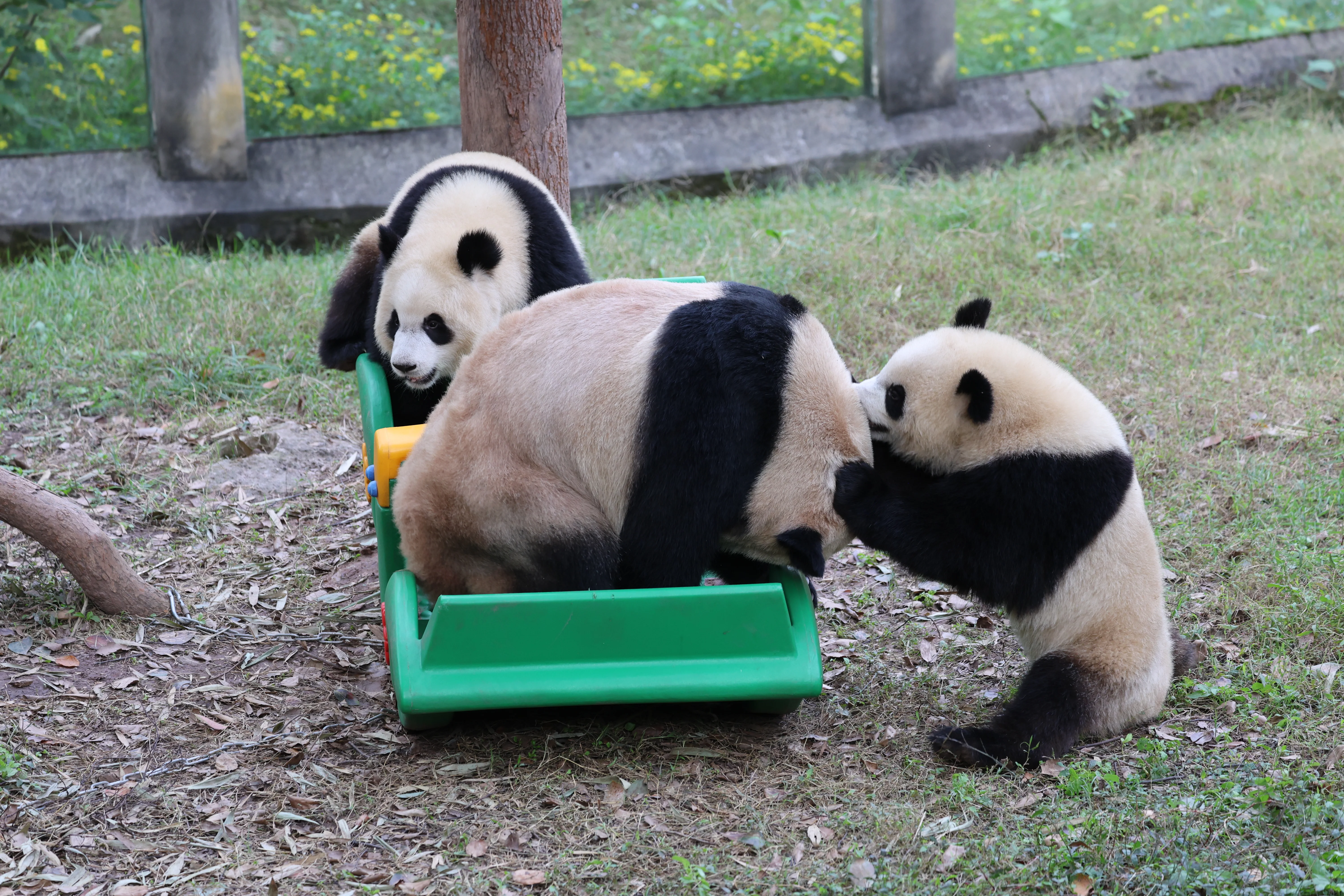 Chongqing Zoo