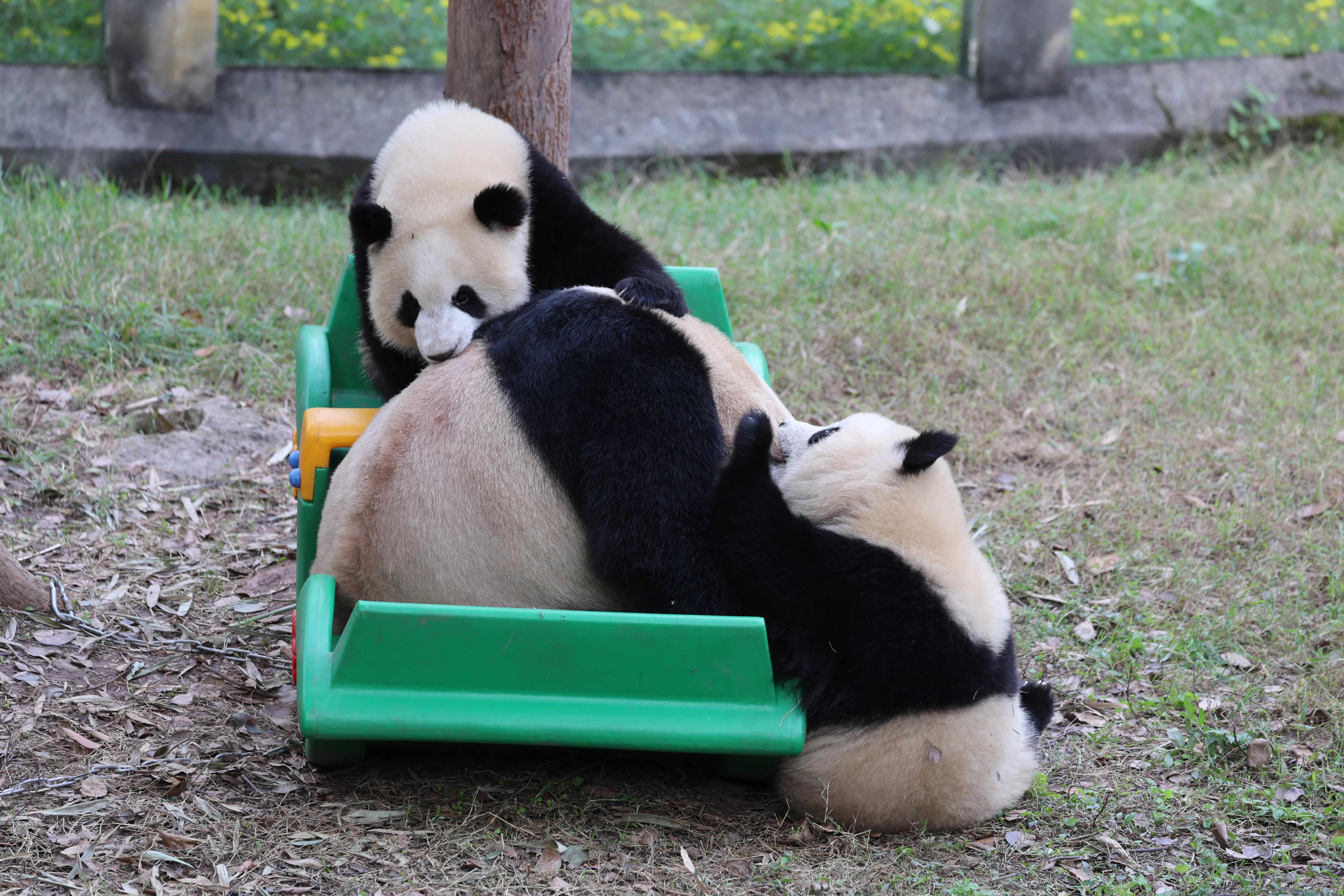 Chongqing Zoo