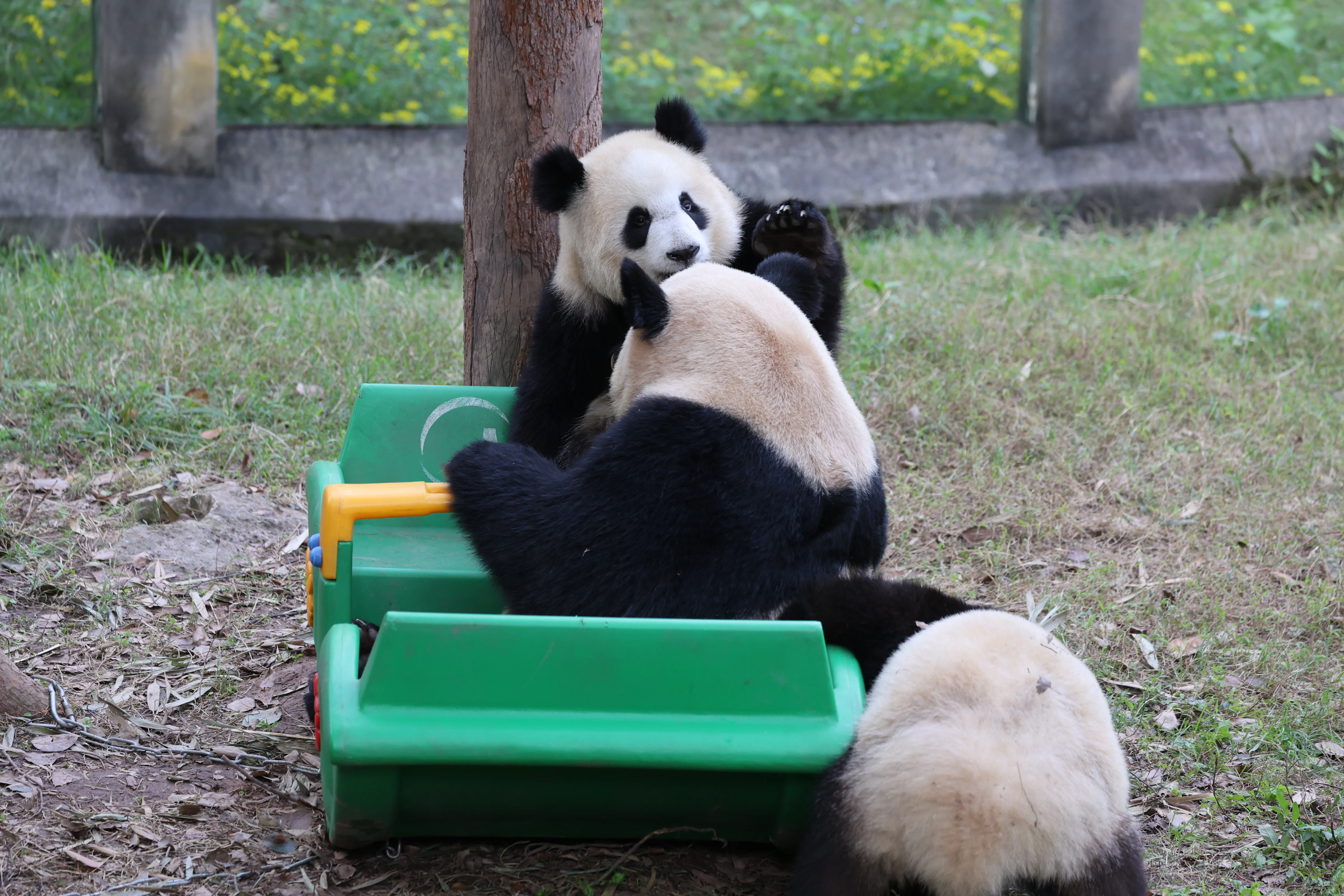 Chongqing Zoo