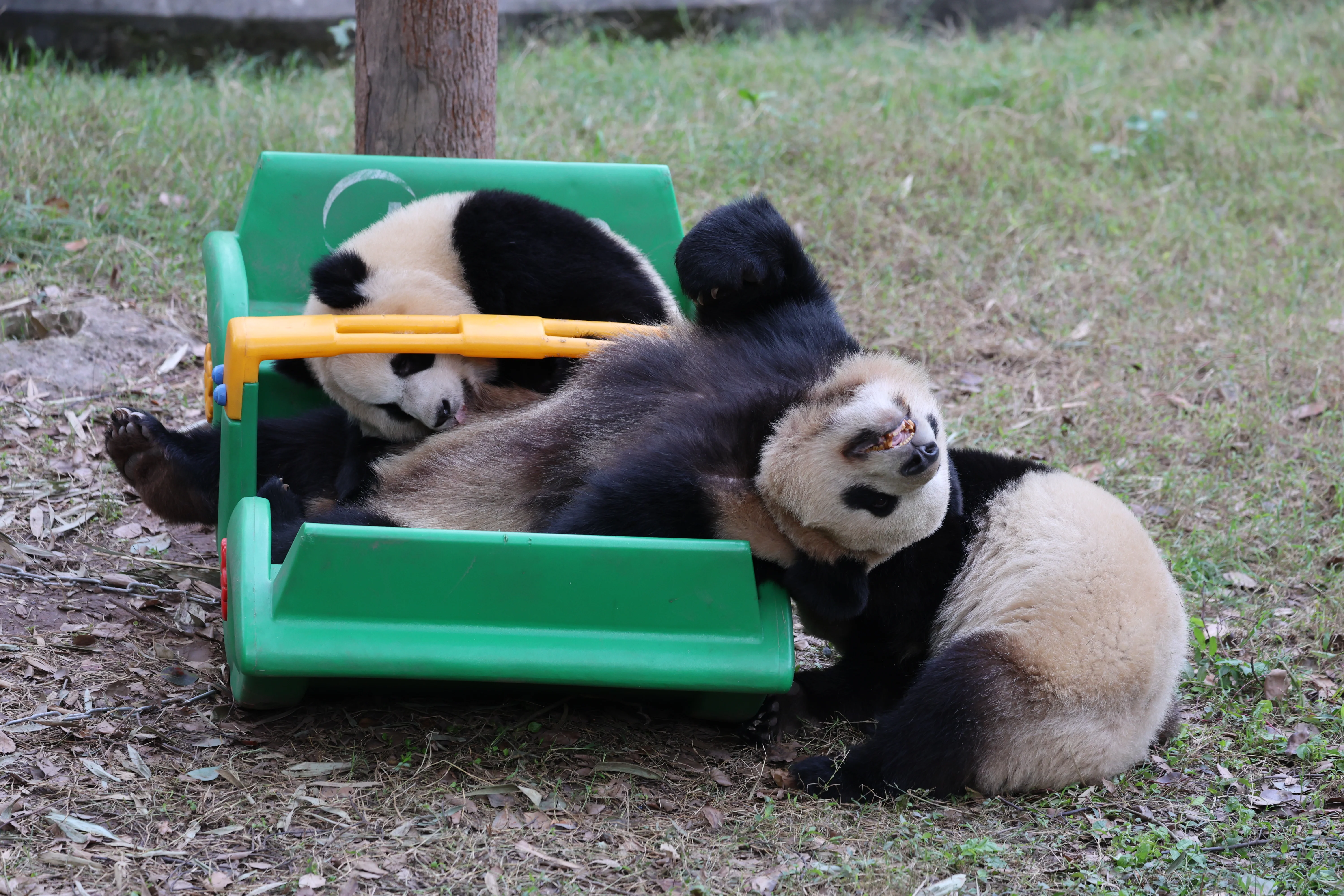 Chongqing Zoo
