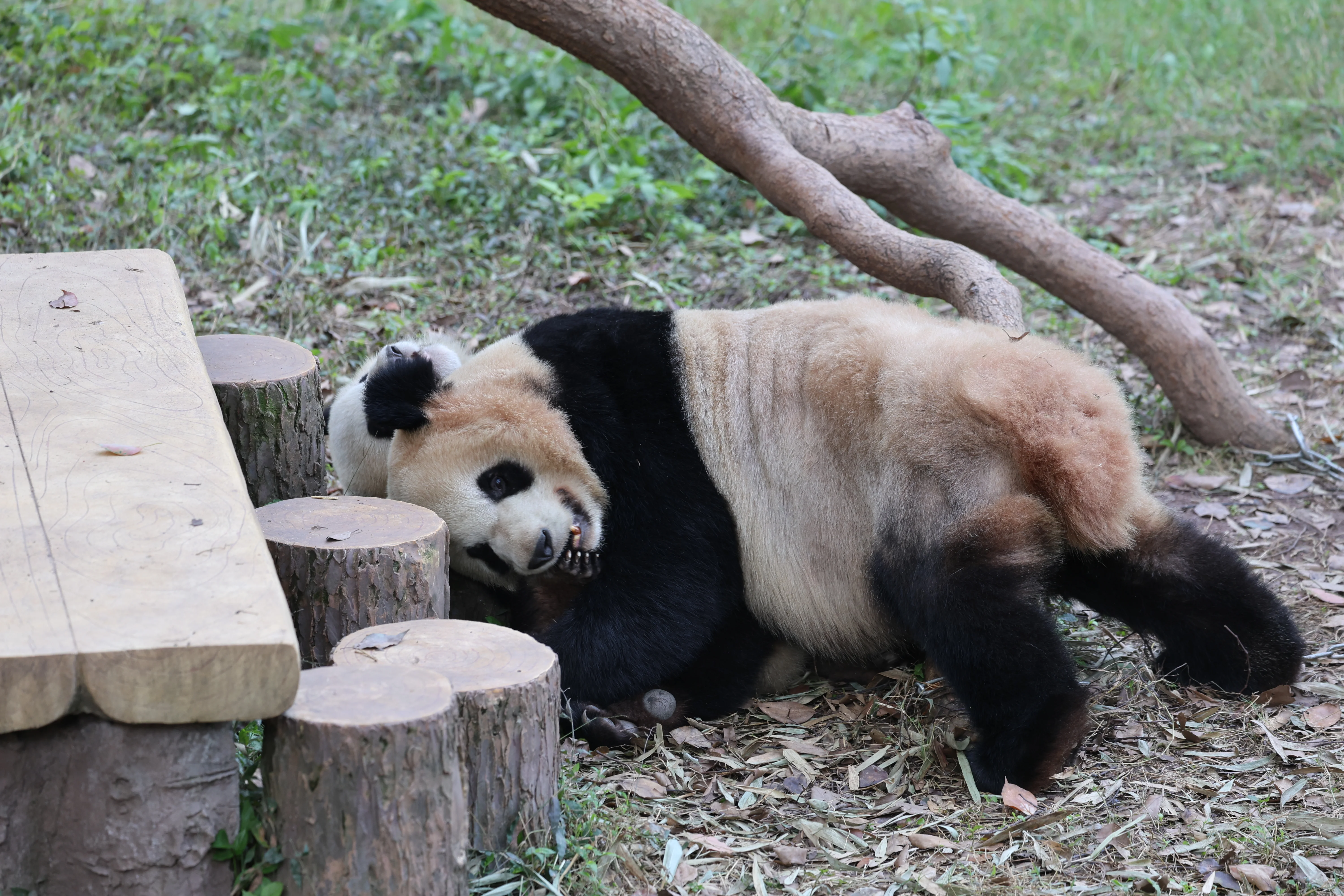 Chongqing Zoo