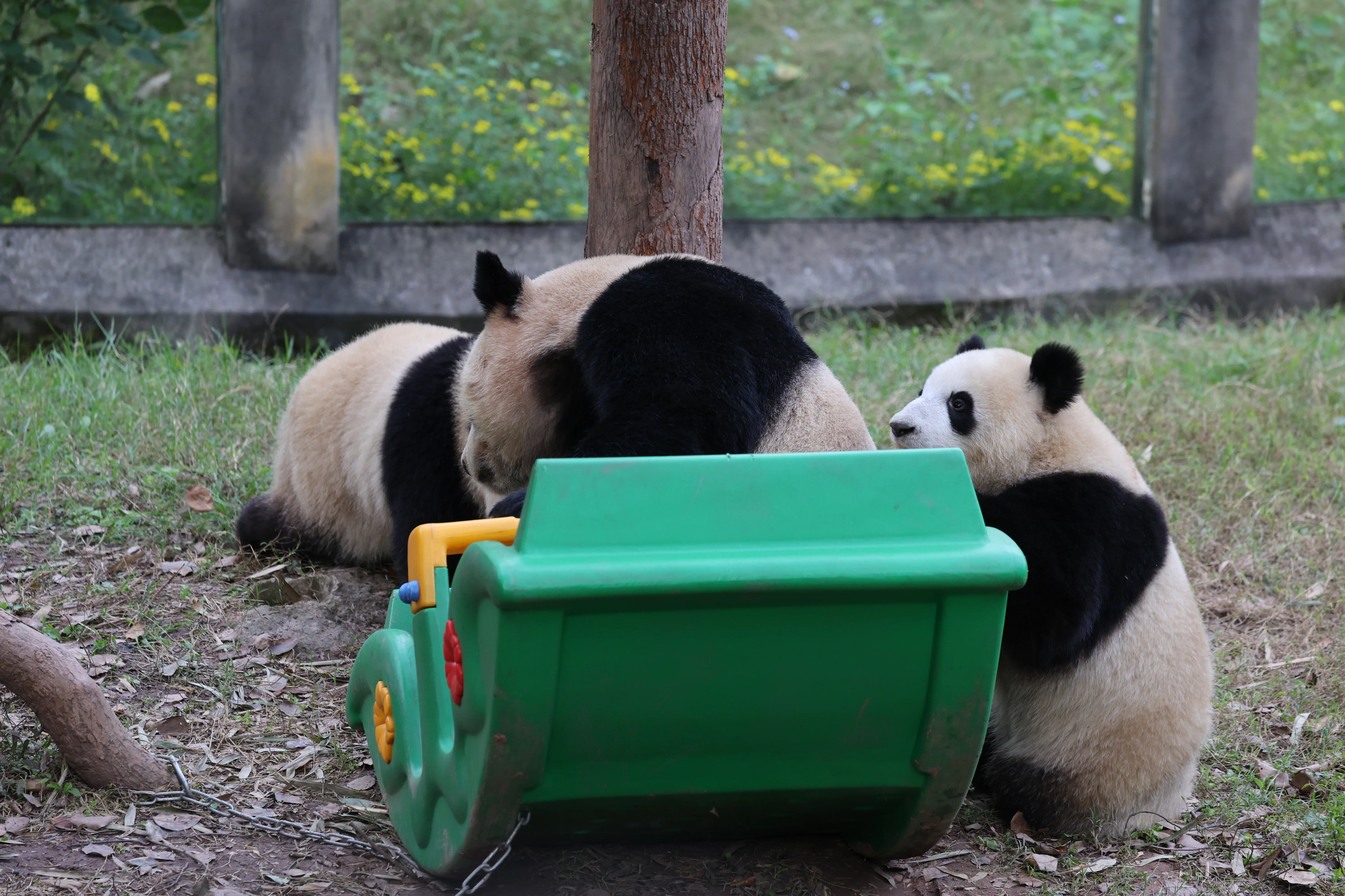 Chongqing Zoo
