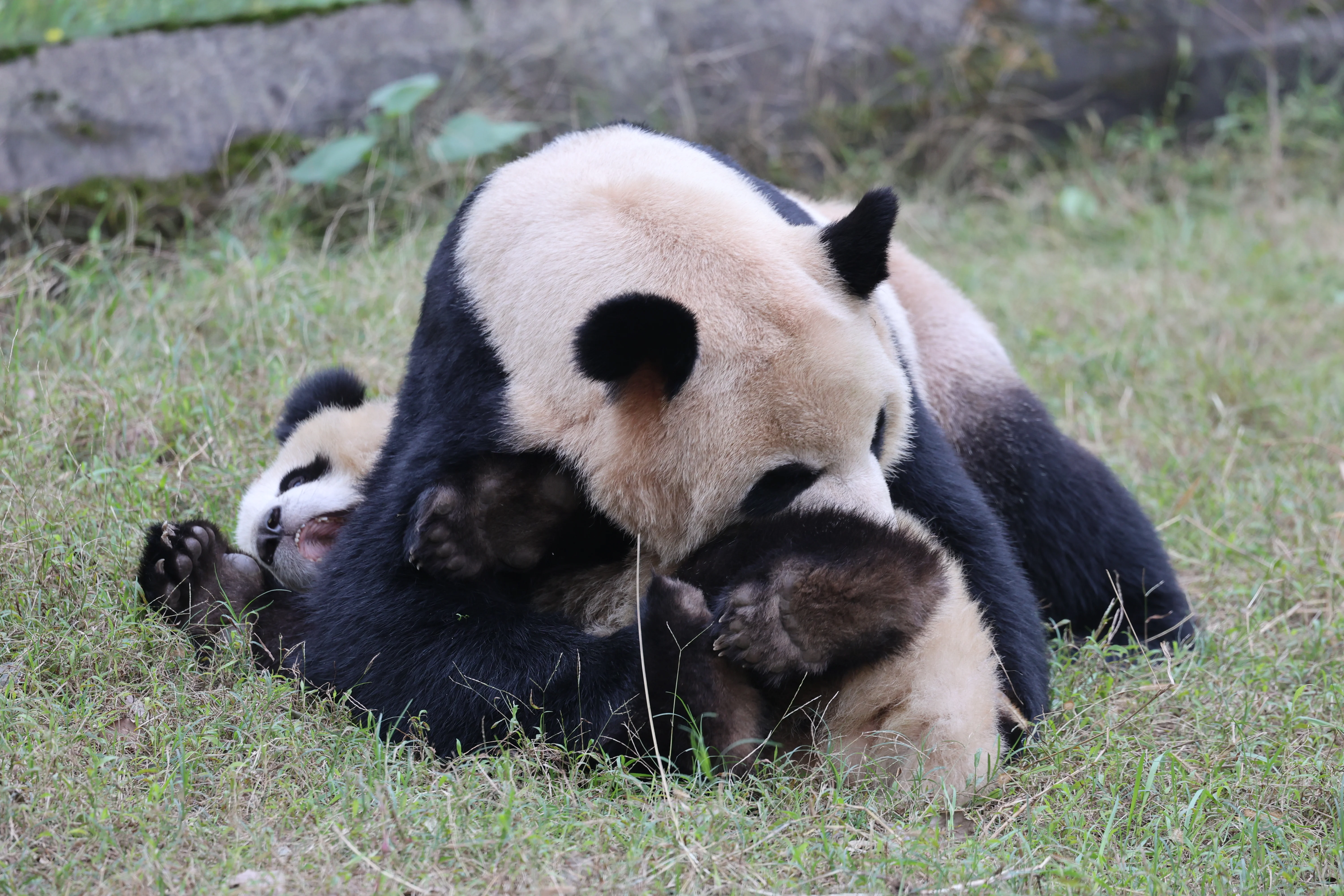 Chongqing Zoo
