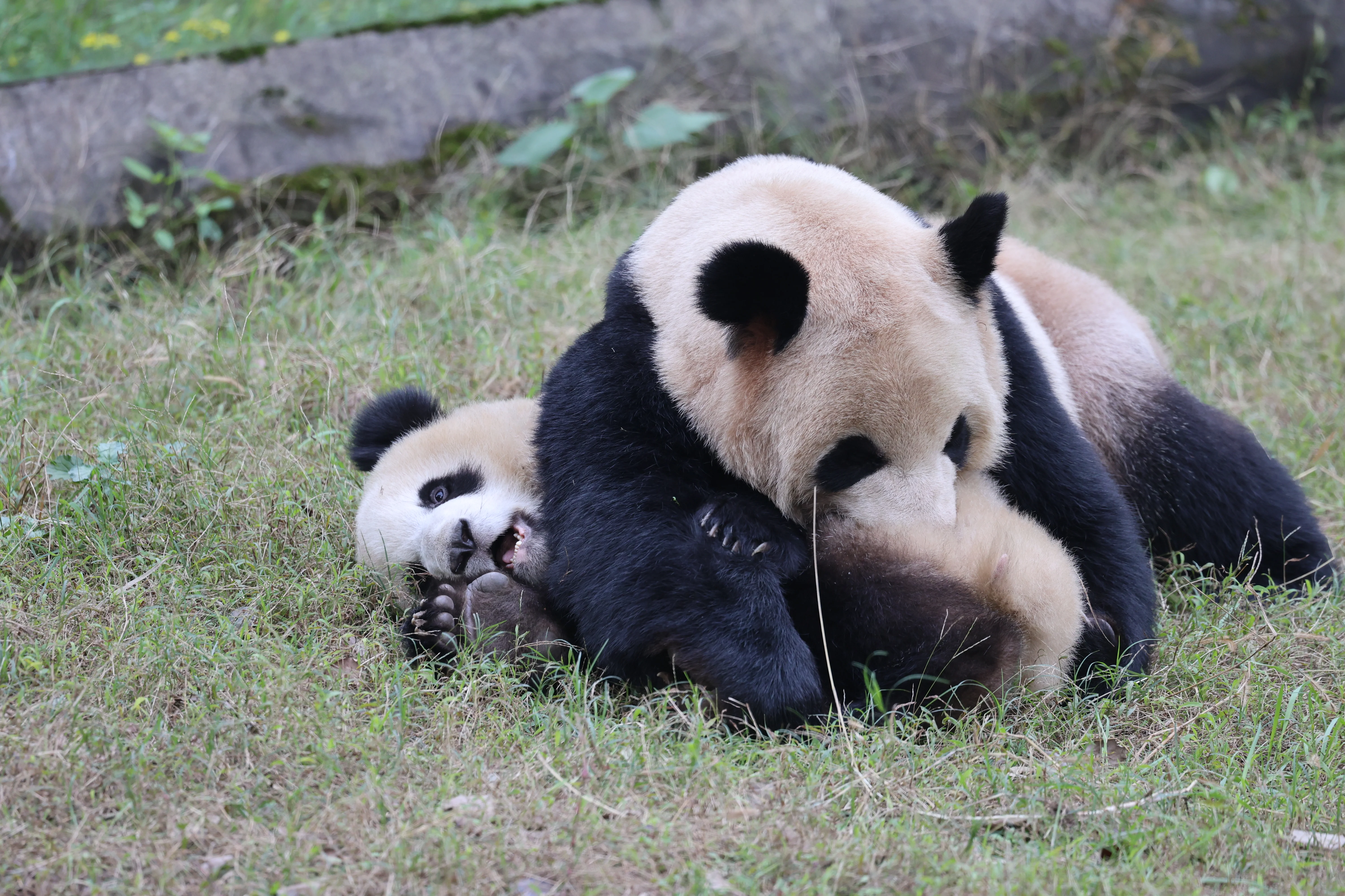 Chongqing Zoo