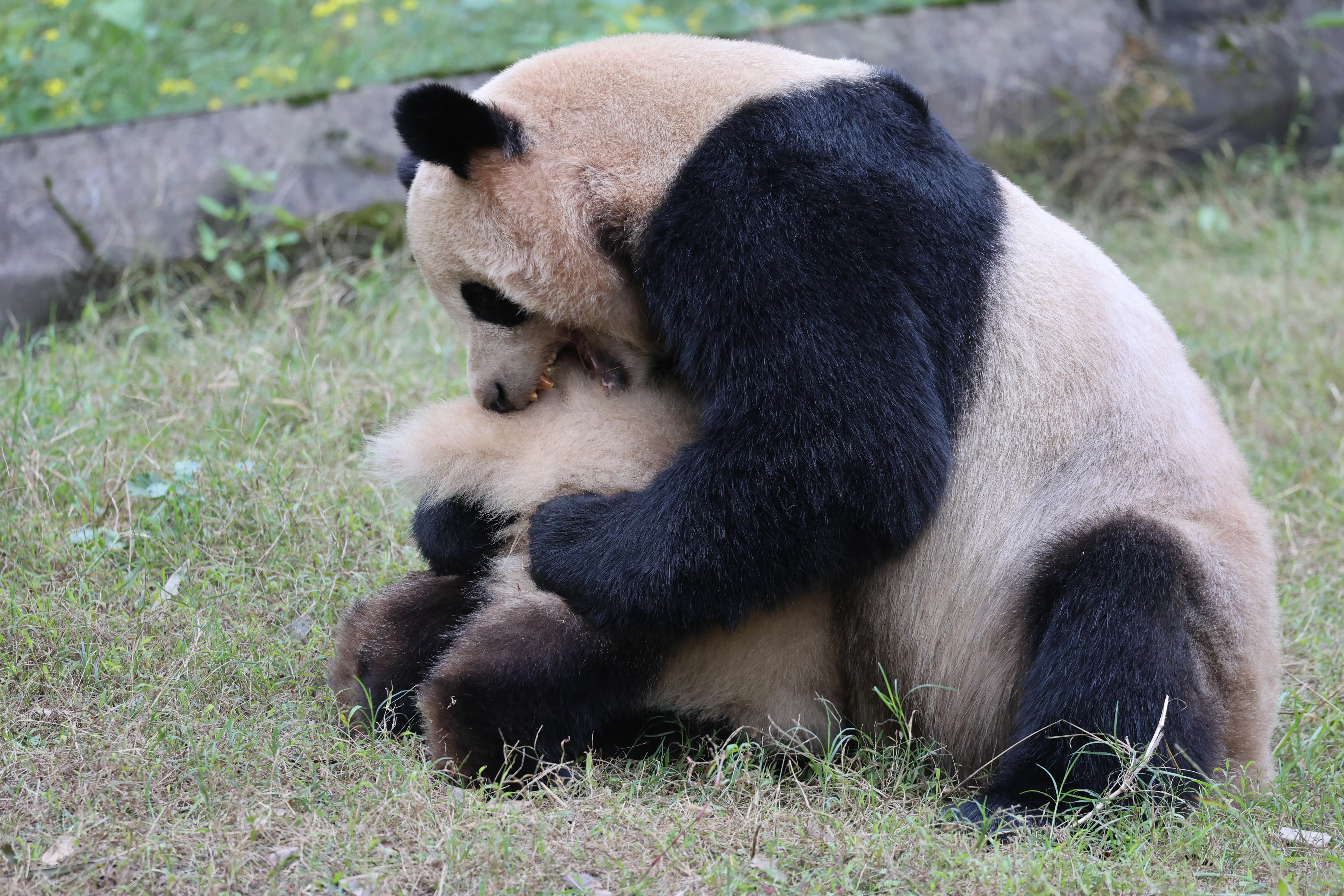 Chongqing Zoo