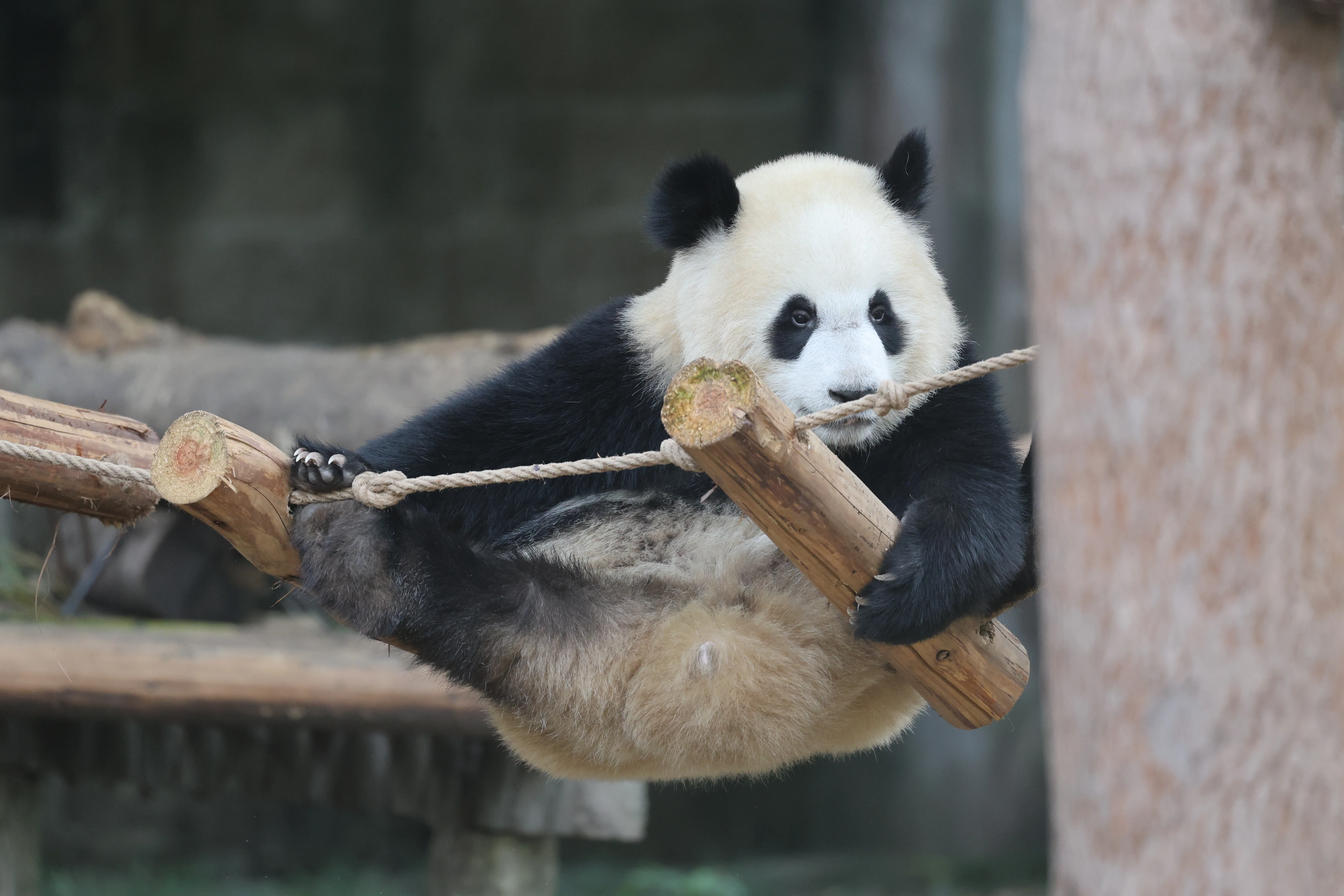 Chongqing Zoo