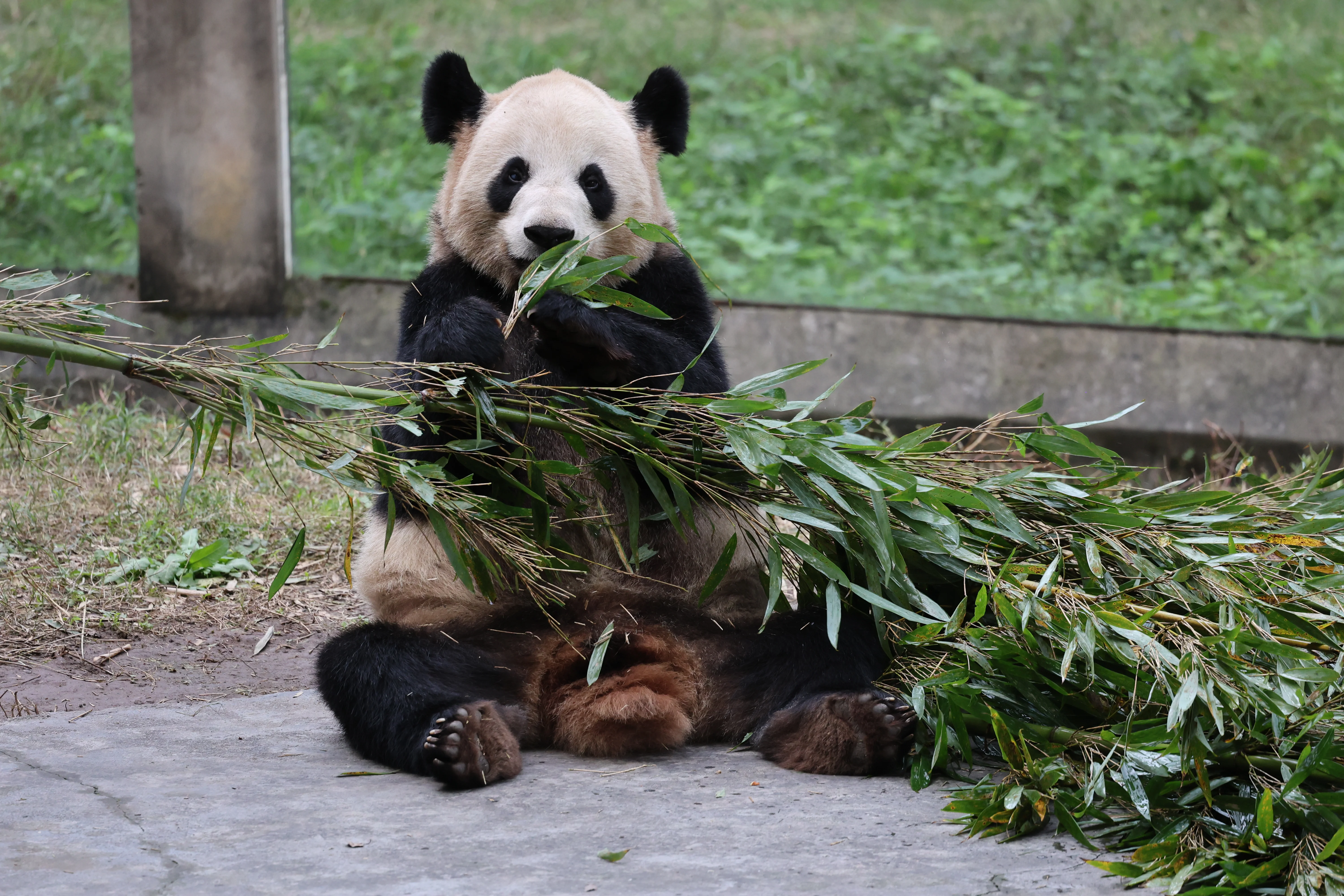 Chongqing Zoo
