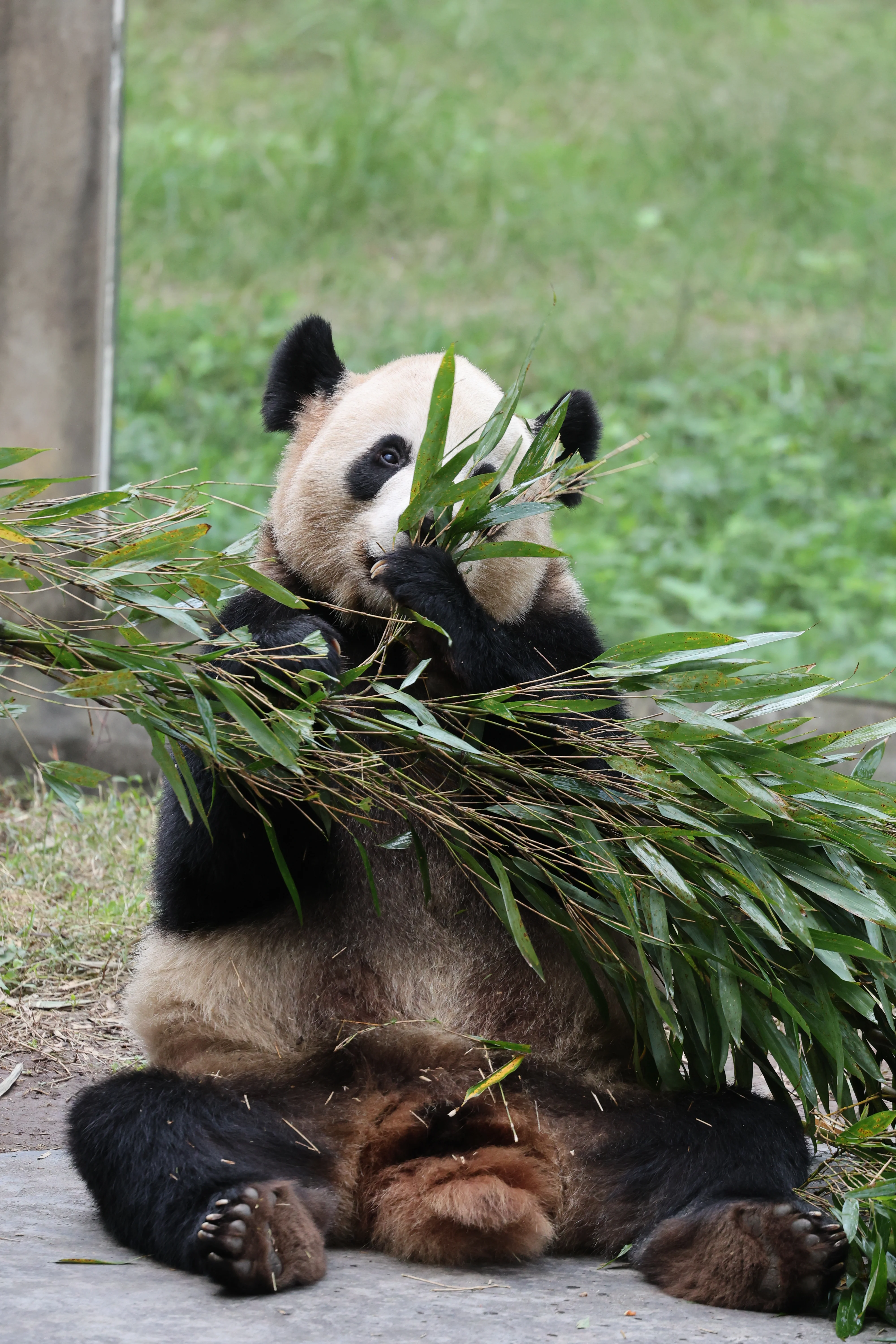 Chongqing Zoo