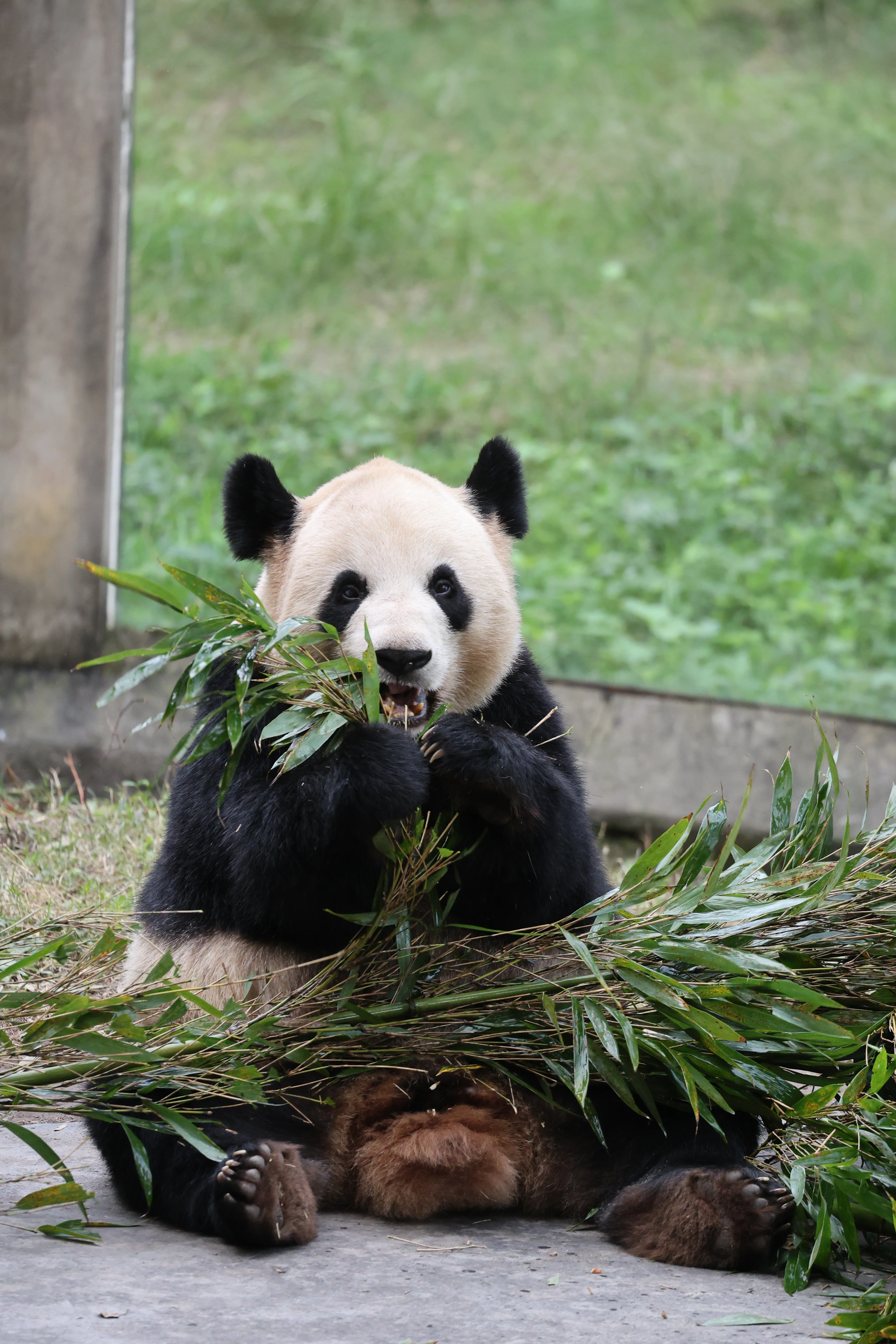 Chongqing Zoo